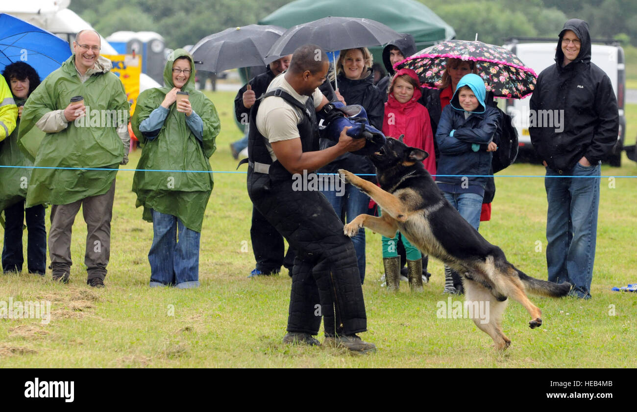 Militari di cane da lavoro Ferro avvicina a K-9 Personale gestore Sgt. Billy Lofton, centesimo delle forze di sicurezza Squadron, RAF Mildenhall, durante una dimostrazione presso il patrimonio Tibenham Air Festival Luglio 8, 2012. La dimostrazione ha permesso agli spettatori di vedere di prima mano le abilità del personale altamente addestrato animali. Foto Stock