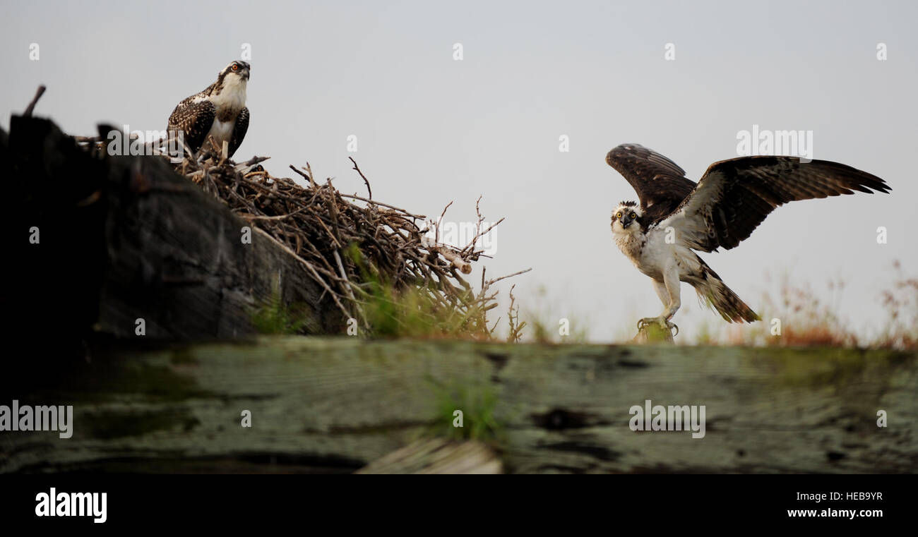 Una neonata osprey si siede pazientemente nel suo nido sulle acque della Langley Air Force Base, Virginia, come sua madre si prepara a volare in cerca di cibo, luglio 22, 2013. Dal 2001, il 1° Fighter Wing's offerta/Wildlife aerei sciopero Hazard Team ha monitorato e traslocati diversi falchi pescatori nel tentativo di ridurre il rischio di bird scioperi per aeromobile. Il personale Sgt. Jarad A. Denton Foto Stock