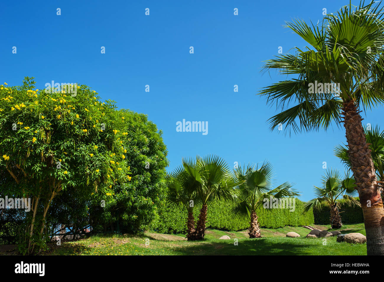 Splendido parco con alberi di palma contro il cielo blu Foto Stock