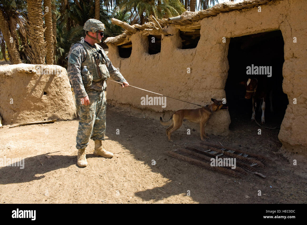 Stati Uniti Army Spc. Steven Robinson con sede e Sede Società K-9, 1° Stryker Brigade Combat Team, XXV Divisione di Fanteria e la sua pattuglia di rilevamento esplosivi cane, Kay, cerca una capanna di fango durante un combinato di missione di compensazione con soldati iracheni nel villaggio di Ibrahim Jassim, Diyala provincia, Iraq, il Agosto 29. Foto Stock