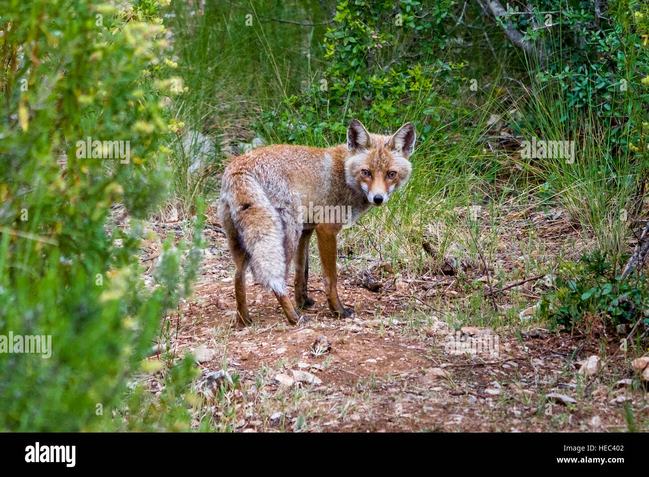Un Rosso volpe (Vulpes vulpes), visto nel Parco Regionale della Maremma (Parco Regionale della Maremma), noto anche come Parco dell' Uccellina (Parco dell'Uccellina Foto Stock