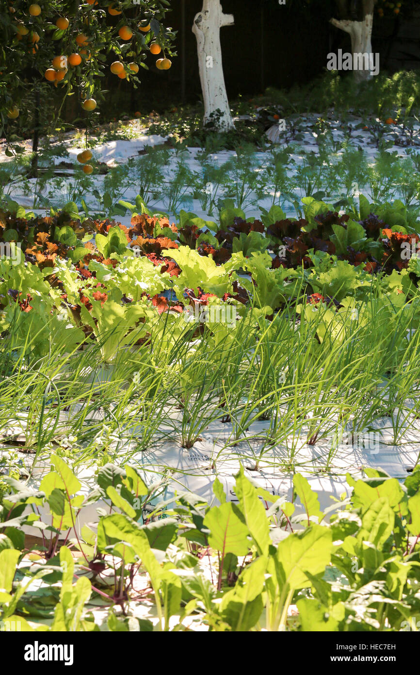 Urbano giardino vegetale Foto Stock