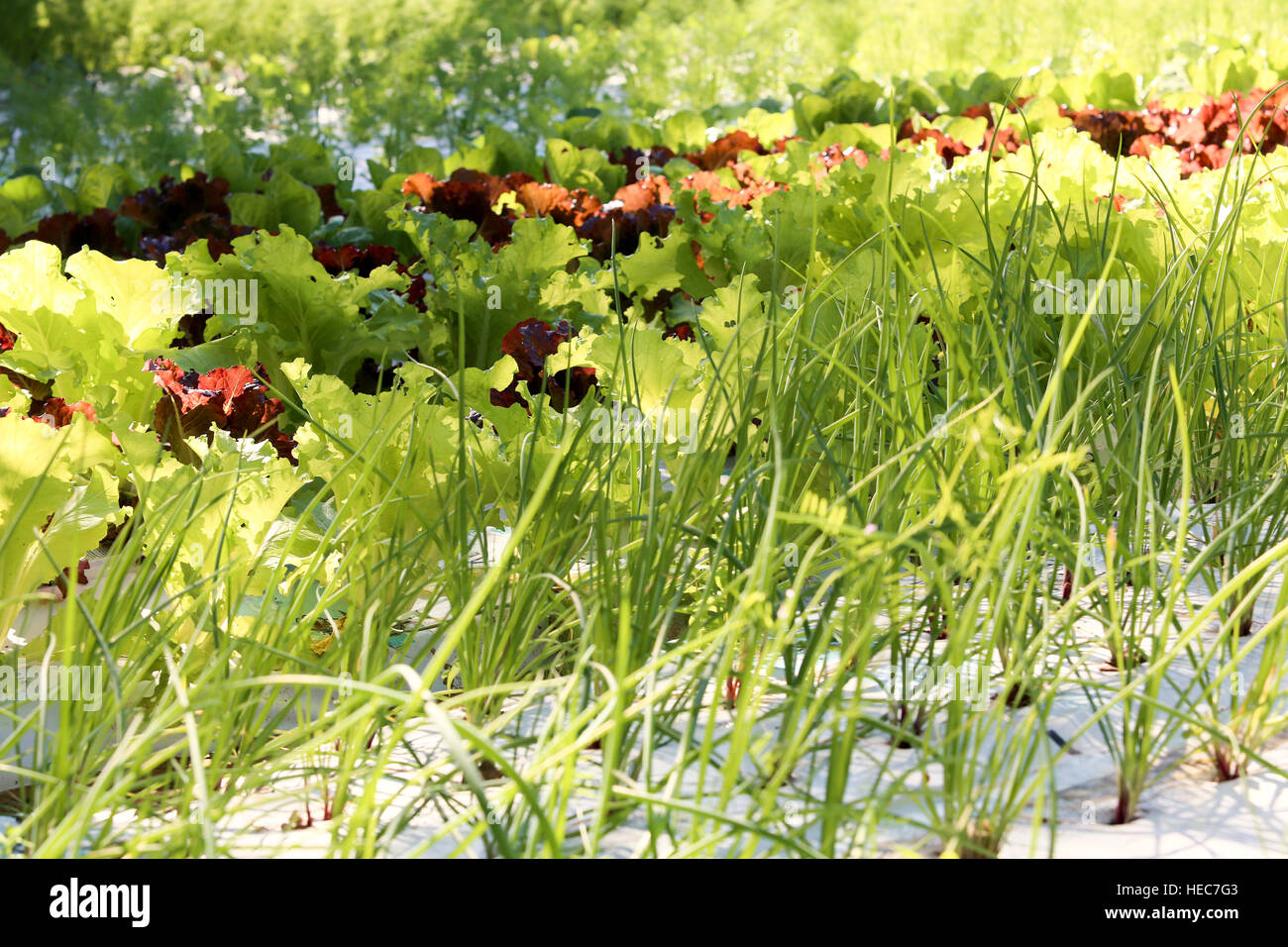 Urbano giardino vegetale Foto Stock