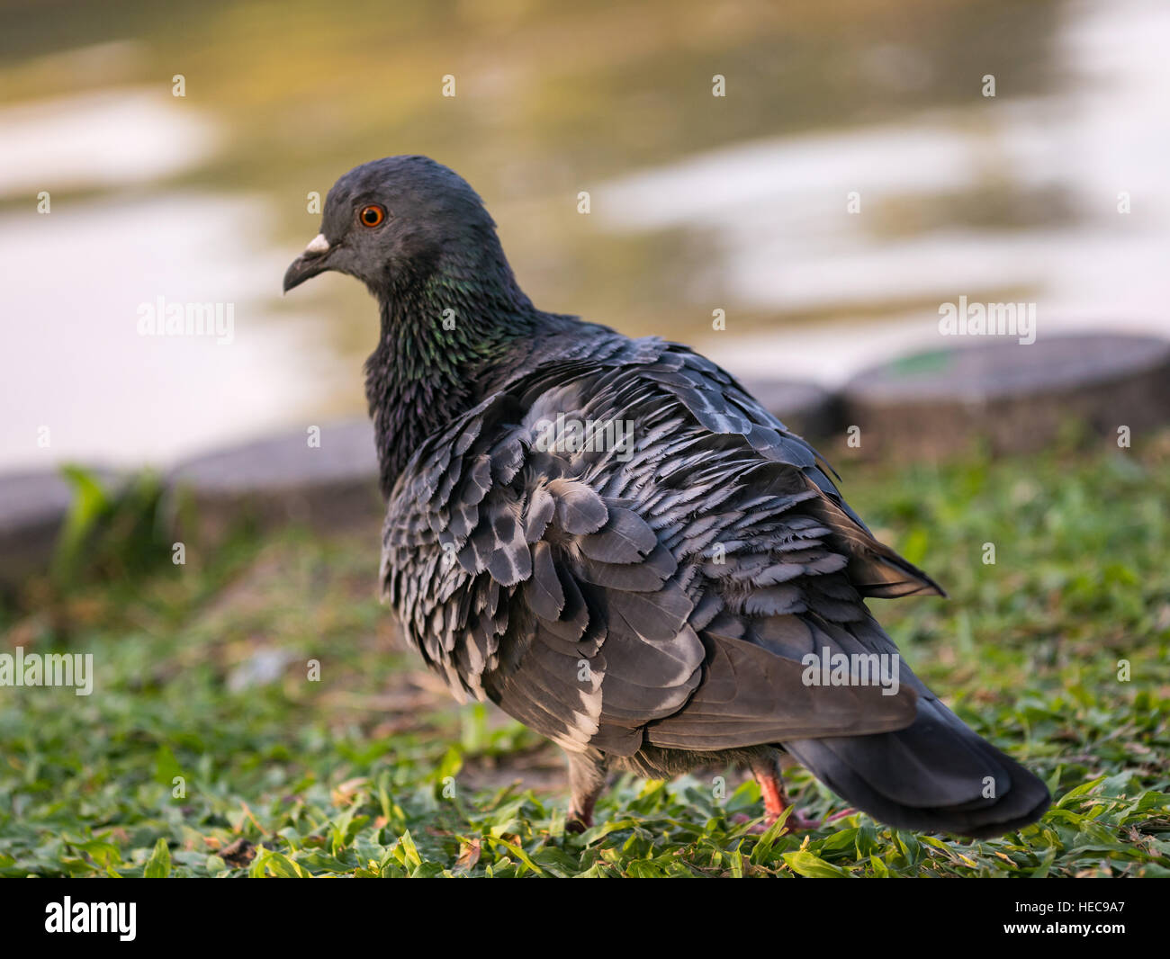 Close up dei piccioni bird in piedi vicino al fiume Foto Stock