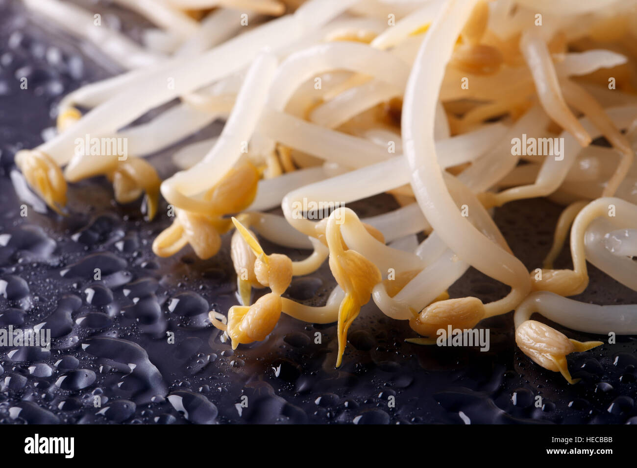 Mung fresco di germogli di soia con gocce d'acqua macro. orizzontale Foto Stock