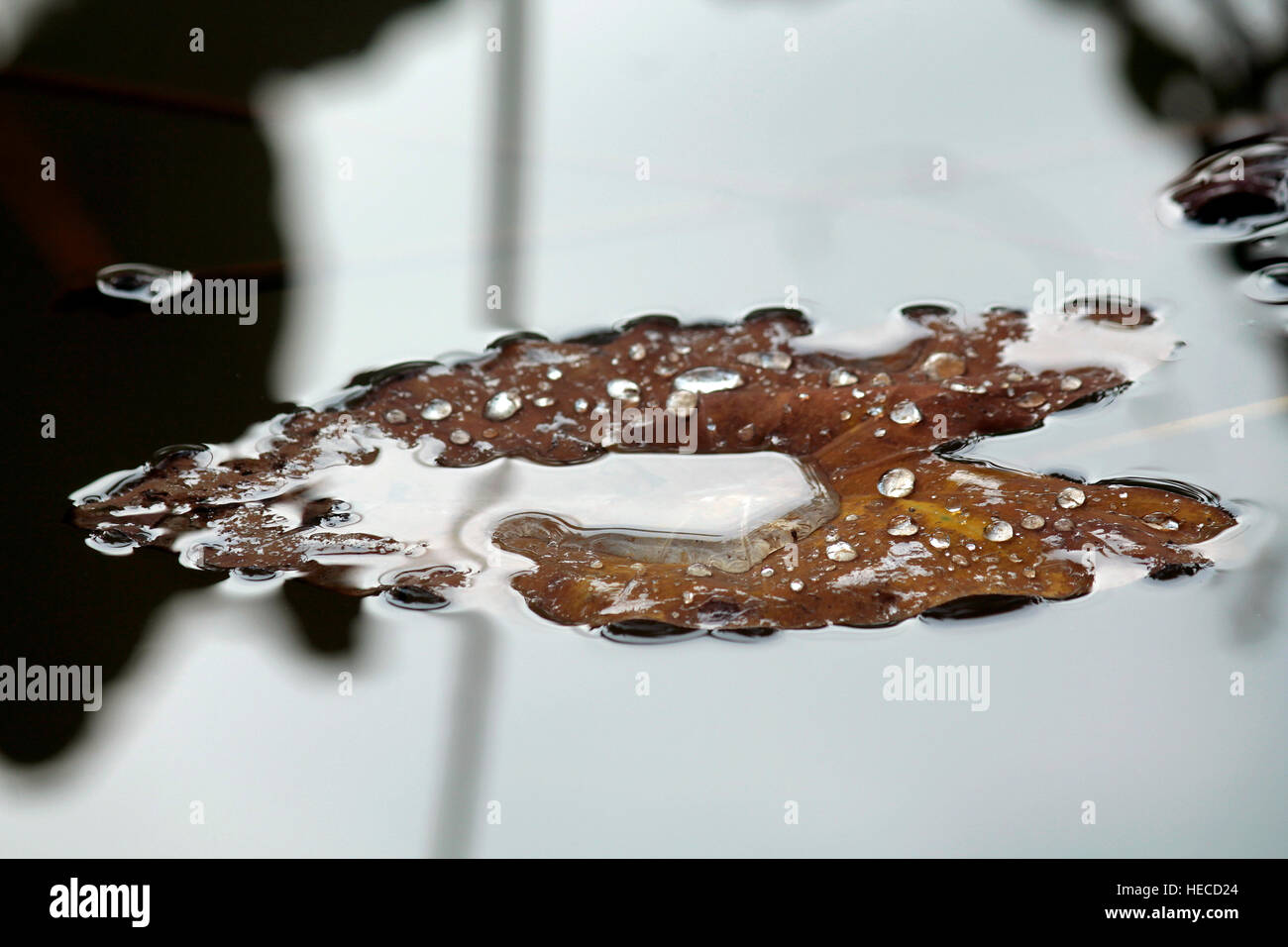 Foglia di galleggiamento Foto Stock