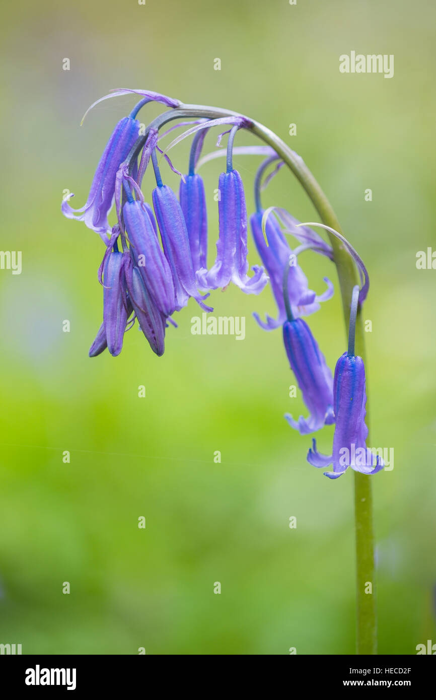 Un nativo di British Bluebell. Foto Stock