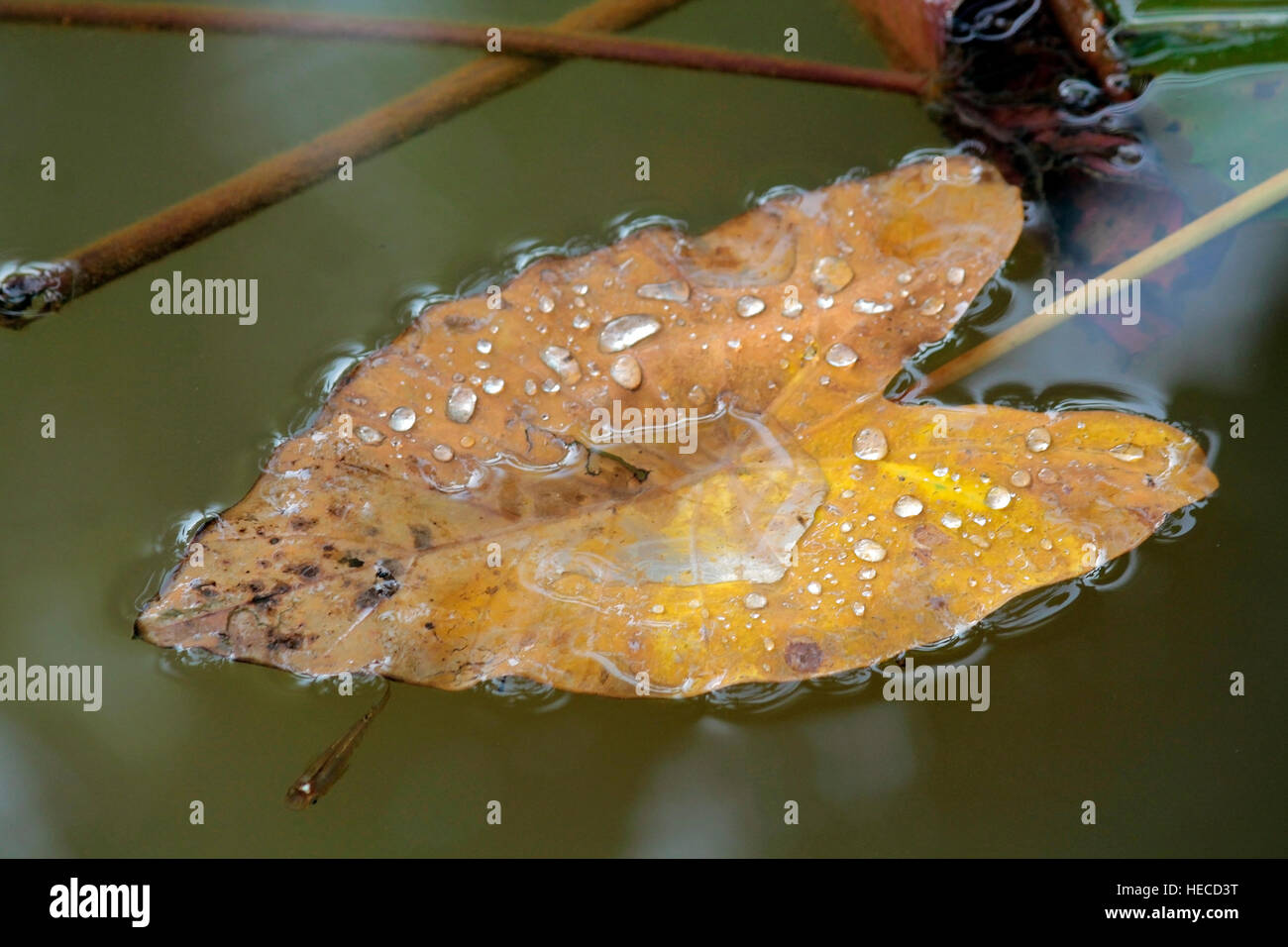 Foglia di galleggiamento Foto Stock