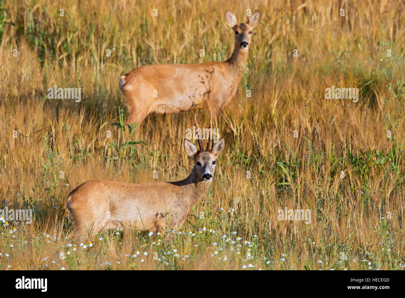 Unione il capriolo (Capreolus capreolus) buck e il doe nel campo di grano durante la routine in estate Foto Stock
