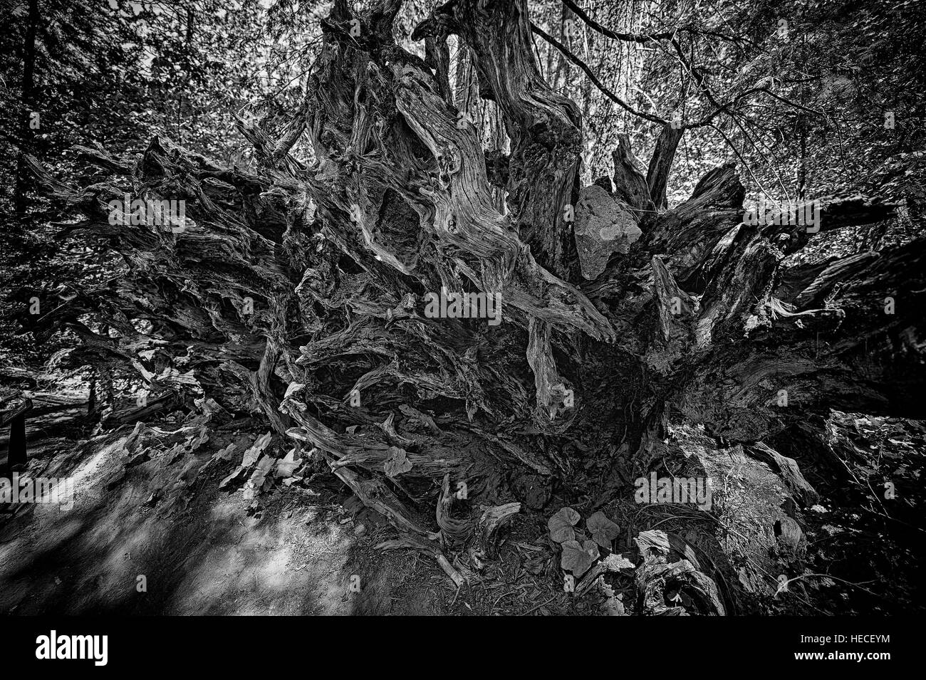 Sequoia le radici, yosemite usa Foto Stock