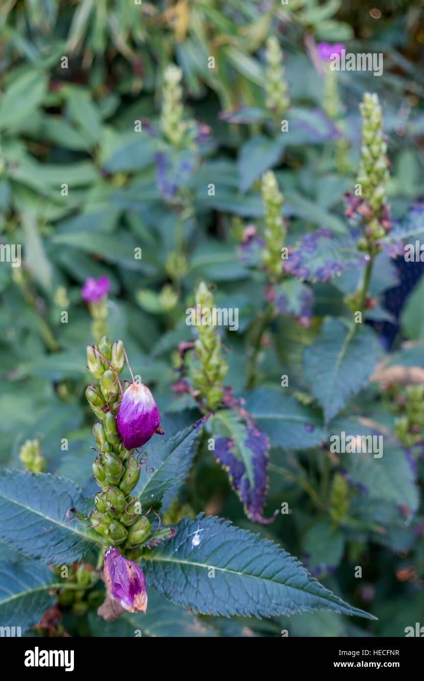 Closeup colpo di viola e bianco boccioli di fiori. Macro shot. Foto Stock