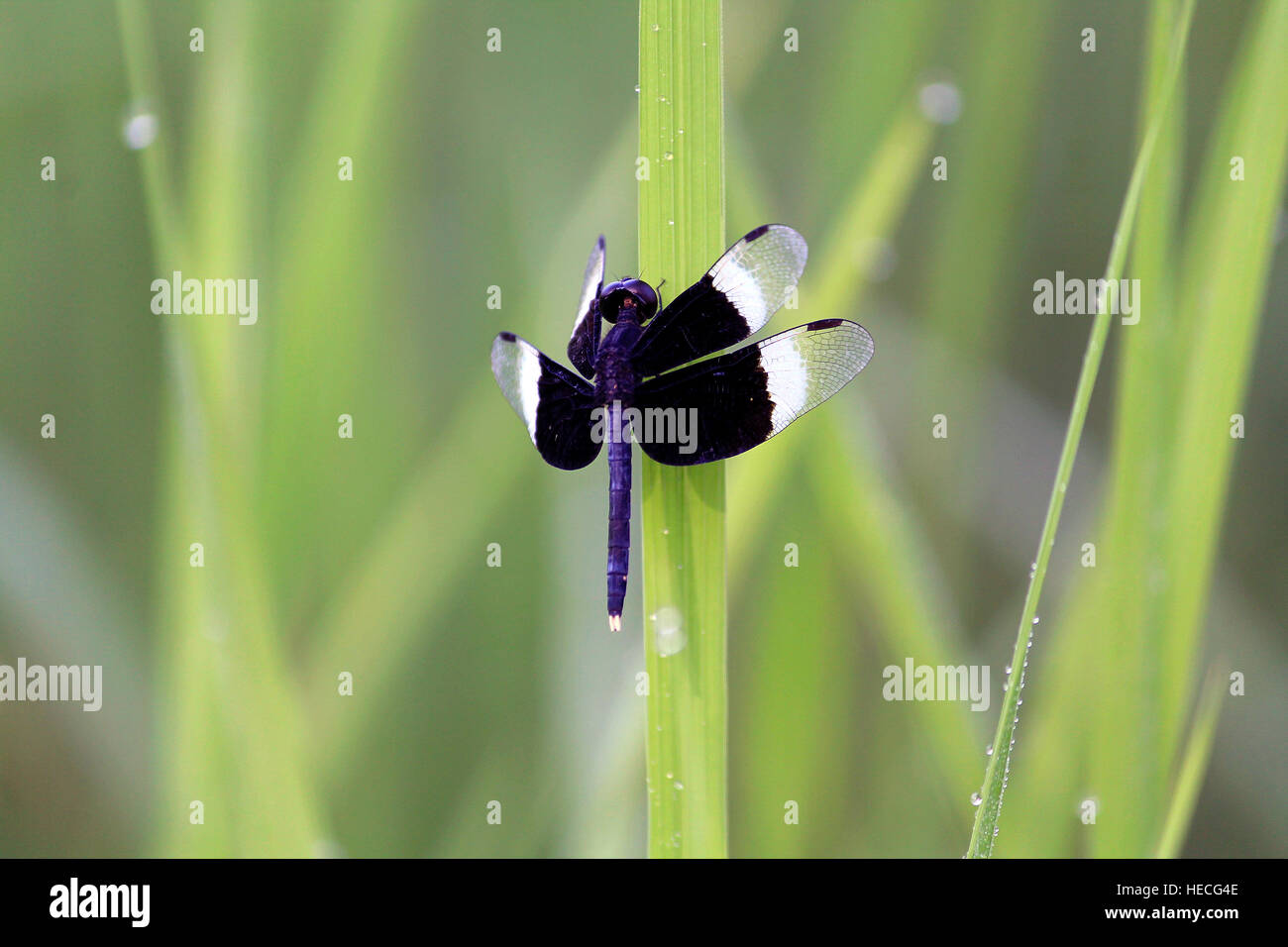 Bellezza nera Foto Stock