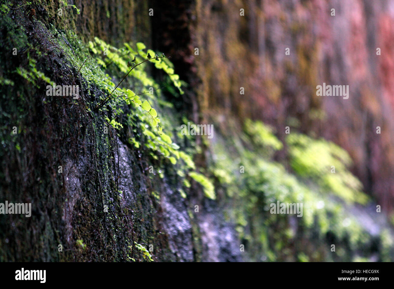 Fronzoli di monsone Foto Stock