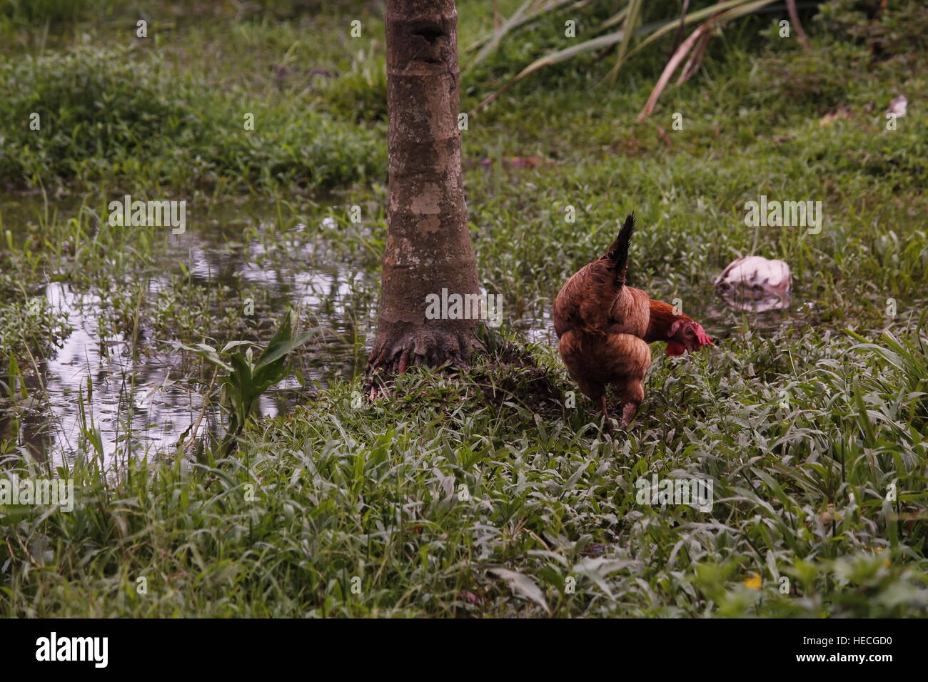 Cercando il mio pane quotidiano Foto Stock