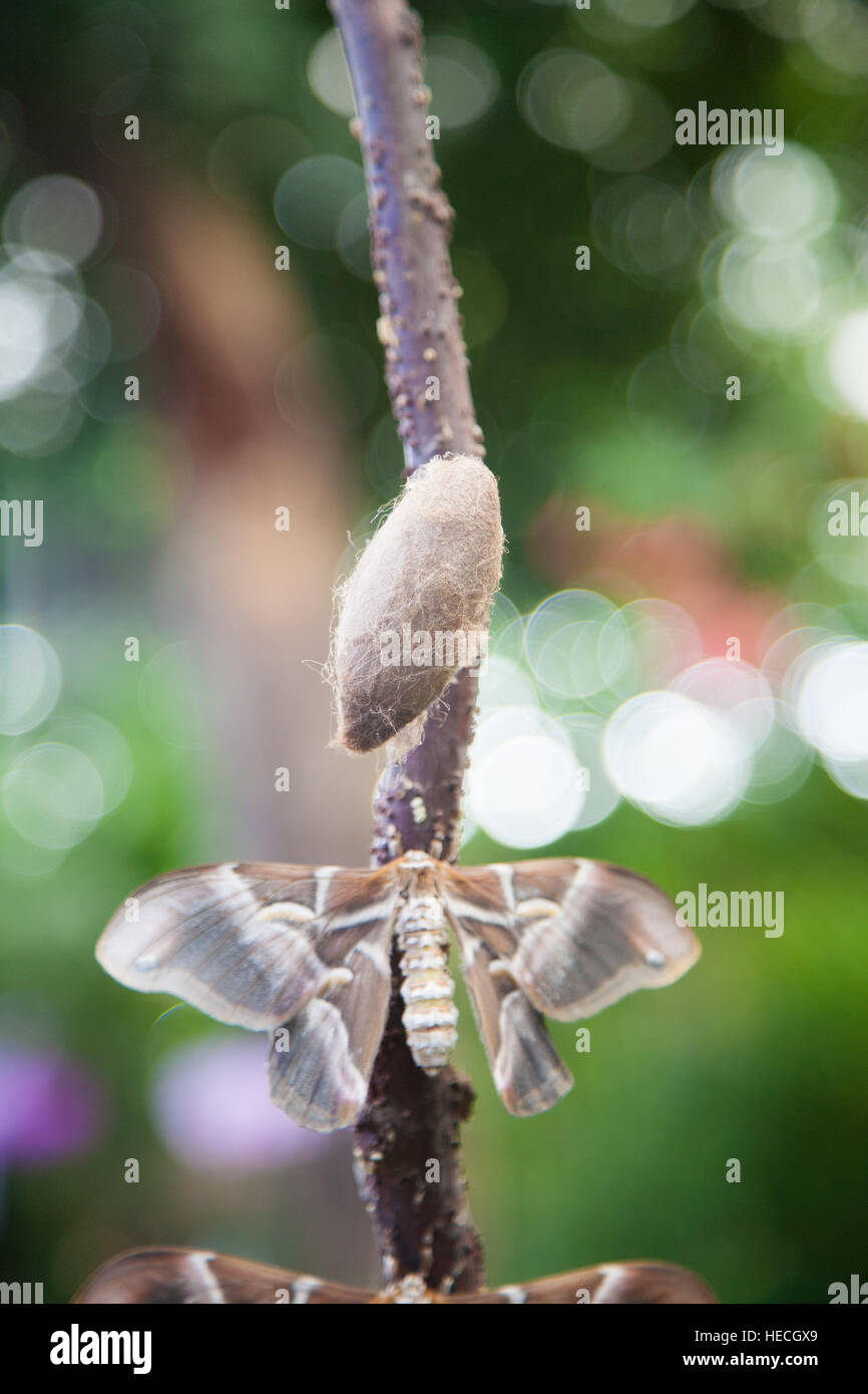 Bella tropical grigio, marrone e bianco moth butterfly denominato Samia Ricini o Cynthia, dalla famiglia Saturniidae, noto anche come seta Ailanthus tarma e Foto Stock