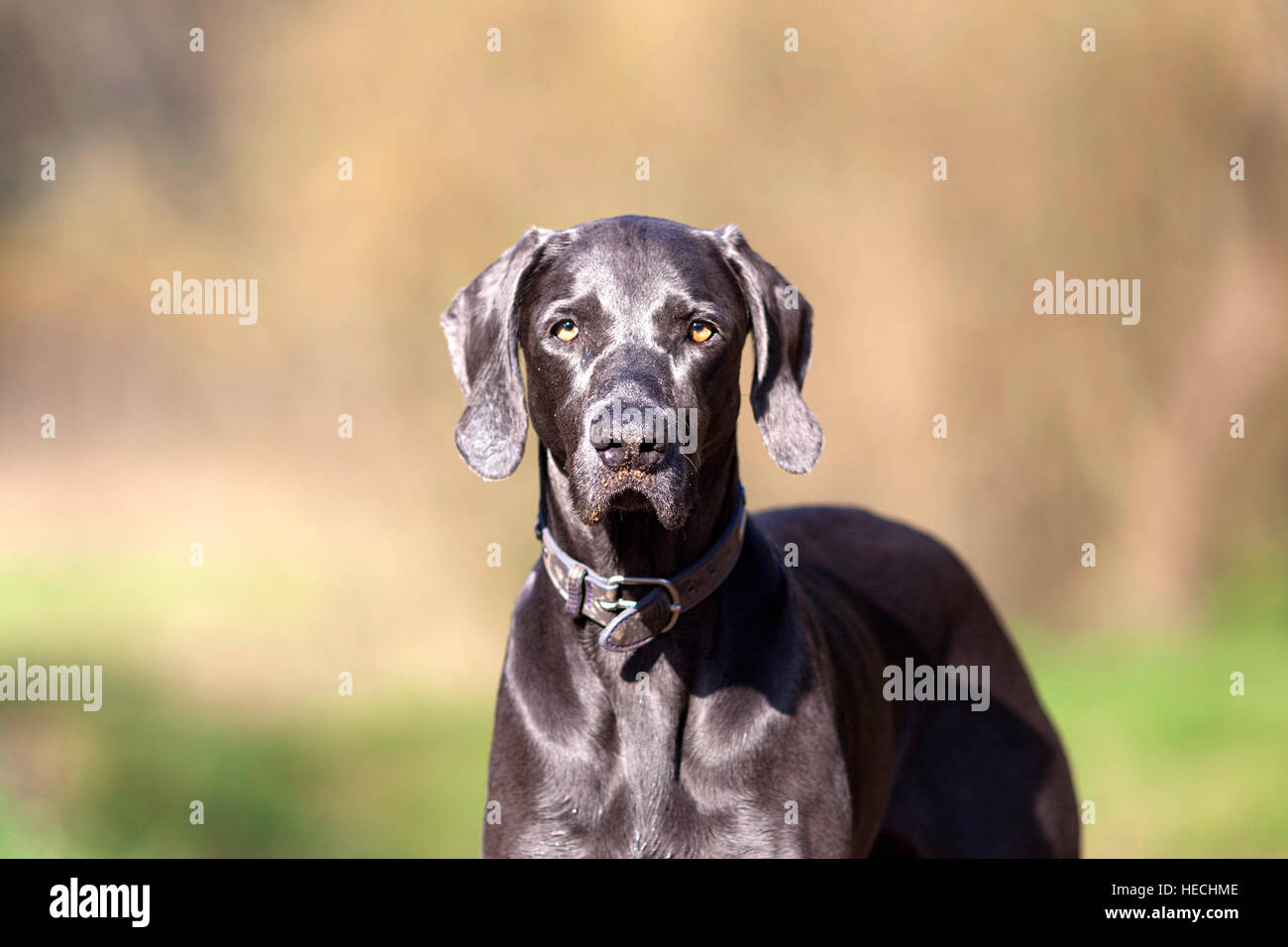 Weimaraner cane di razza pura al di fuori del ritratto Foto Stock