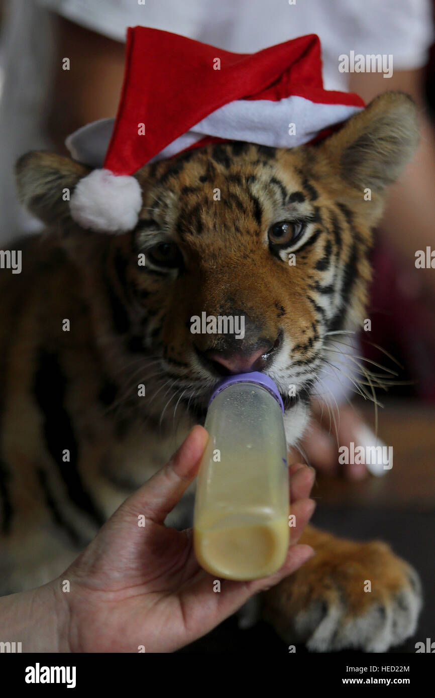 Malabon, Filippine. Xxi Dec, 2016. Una tigre del Bengala cub denominato ' Tiger Duterte' indossa un cappello da Babbo Natale durante il \