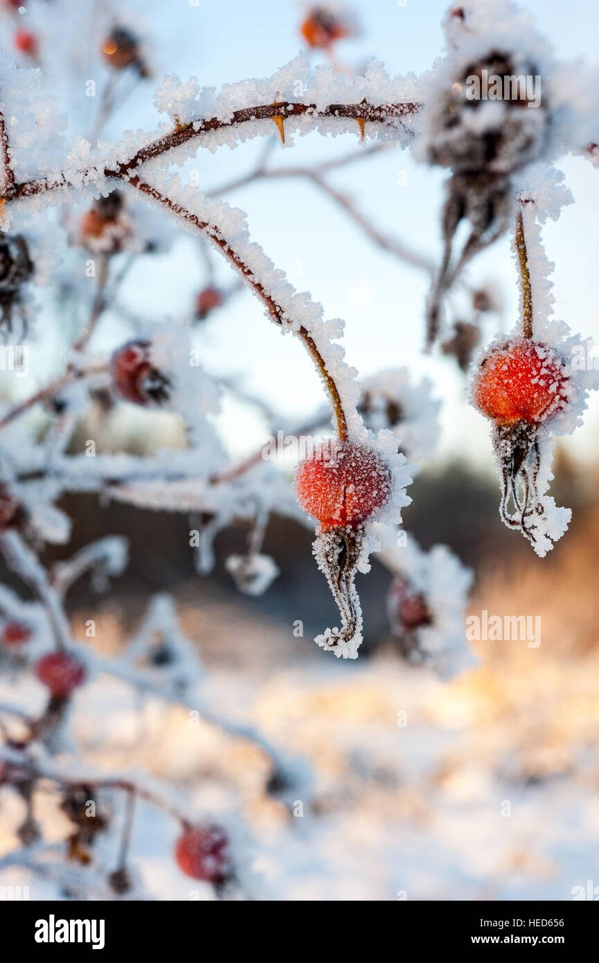 Cinorroidi di rosa selvatica o di fico d'India Rose Rosa Acicularis impianto coperto di neve e cristalli di ghiaccio Foto Stock