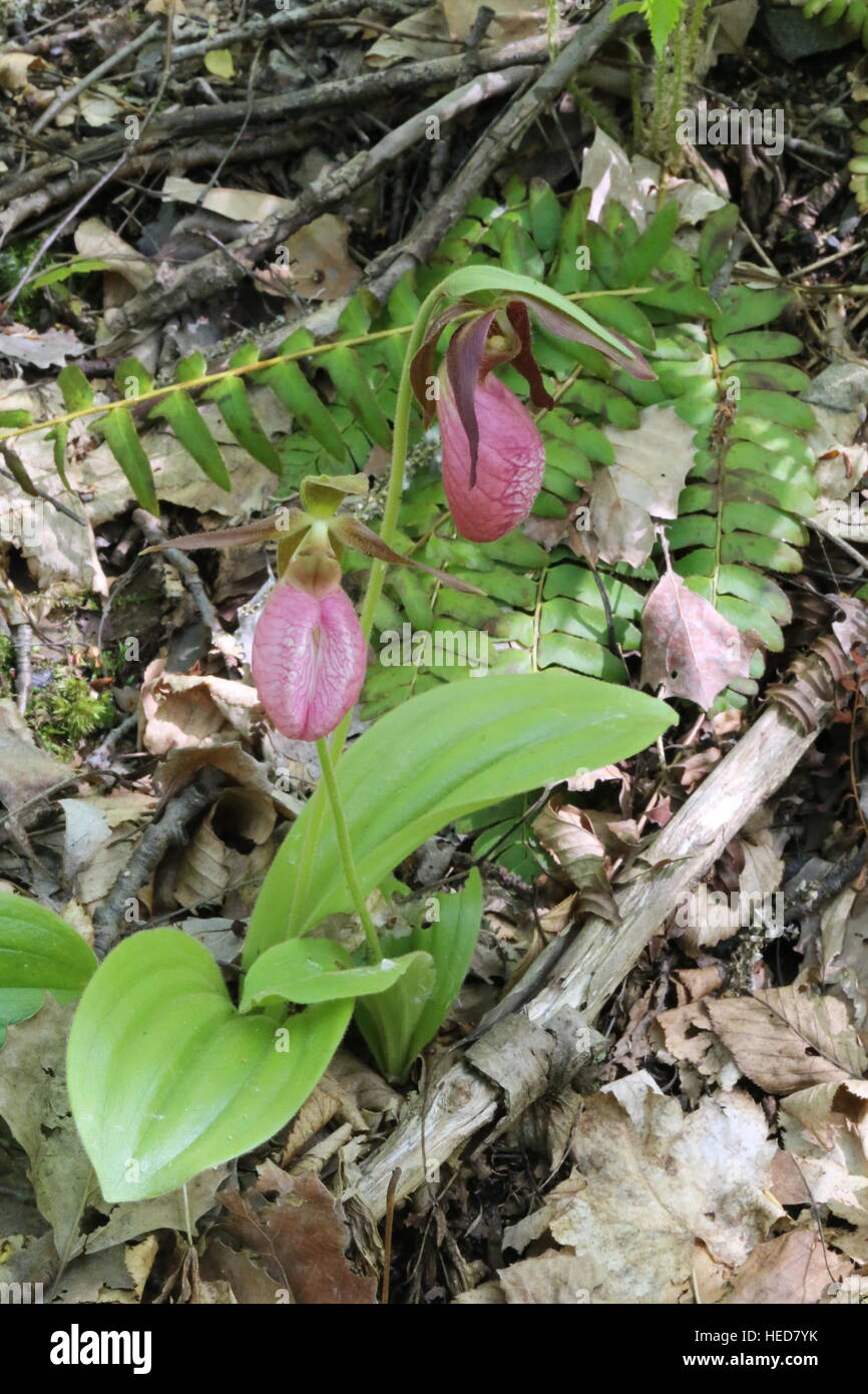 Pink Lady's-pantofola [Cypripedium acaule].Pennsylvania,USA Foto Stock