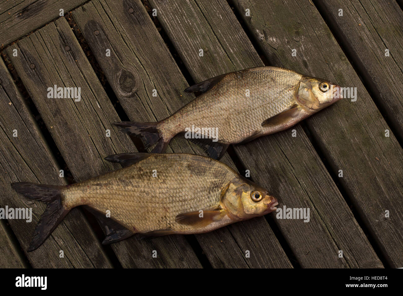 2 animali,Animali,grandi,breme,marrone,catturare,color,dettagli,occhi,FIN,pesce,pesci,cibo,acqua dolce,lago,materie,l'estate,ampia,selvatica,,in legno molo in legno Foto Stock