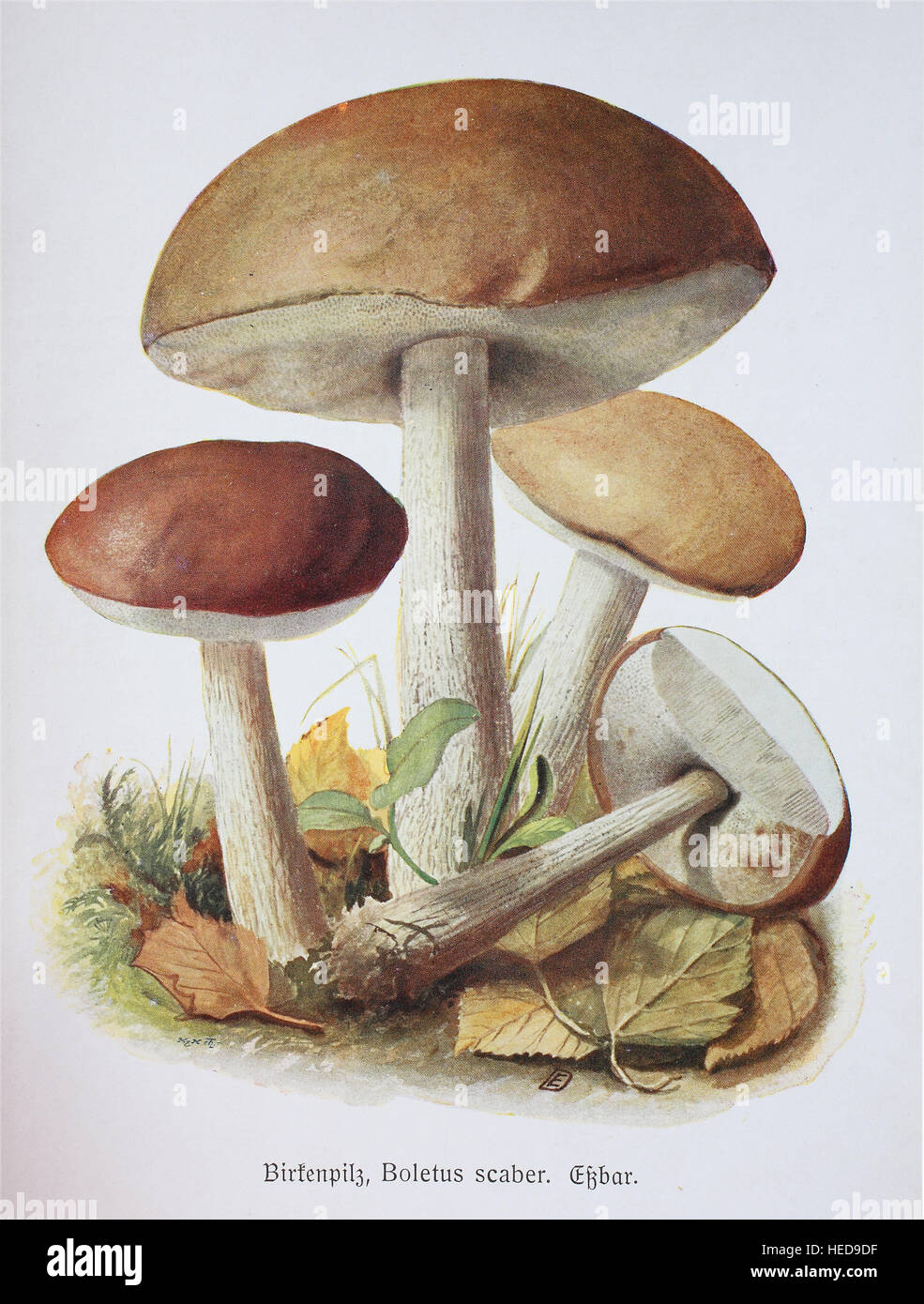 Gemeine Birkenpilz, Birken-Roehrling, Kapuziner oder Geisspilz, Leccinum scabrum, syn. Boletus scaber oder Krombholzia scabra, Reproduktion digitale e Foto Stock