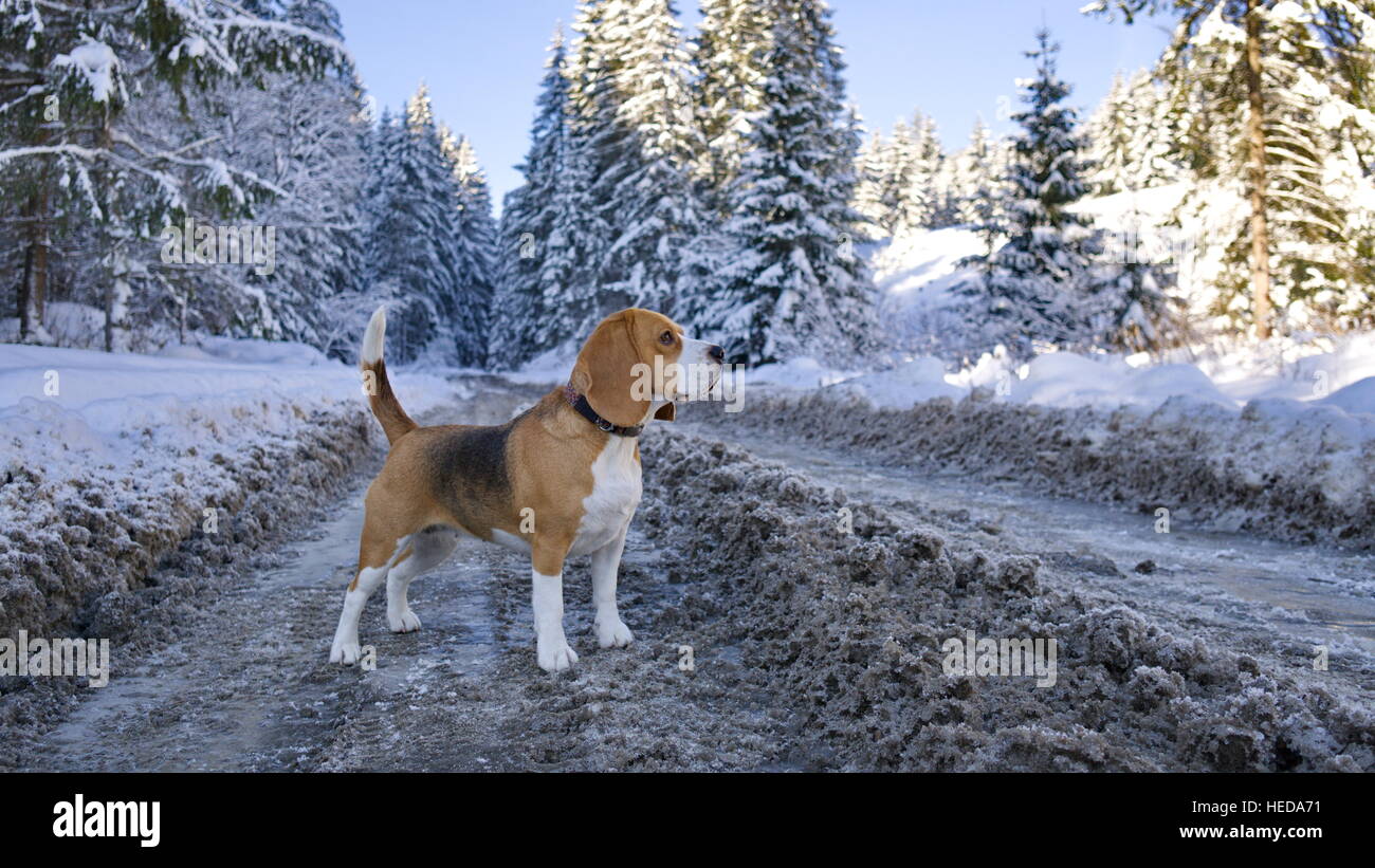 Cane Beagle in inverno il legno Foto Stock