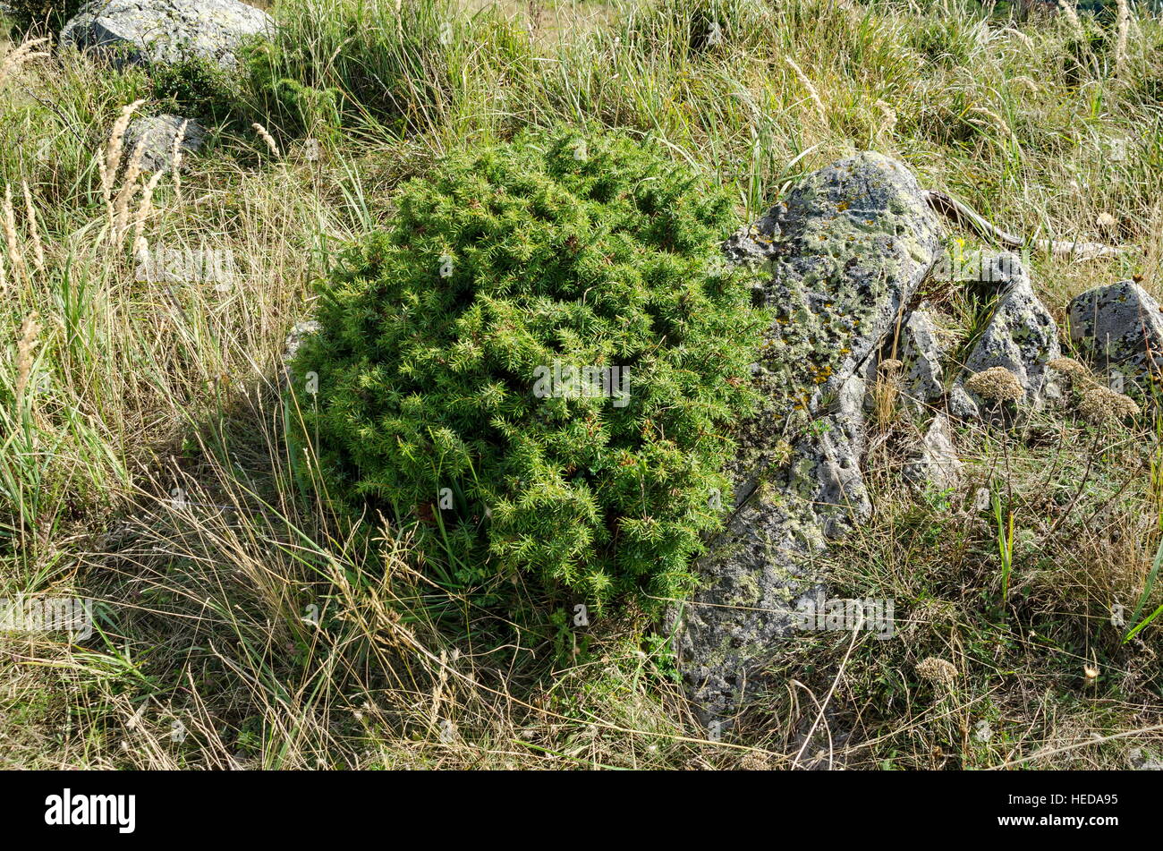 Vista verso green glade con bush di ginepro e grossa pietra di montagna Vitosha, Bulgaria Foto Stock