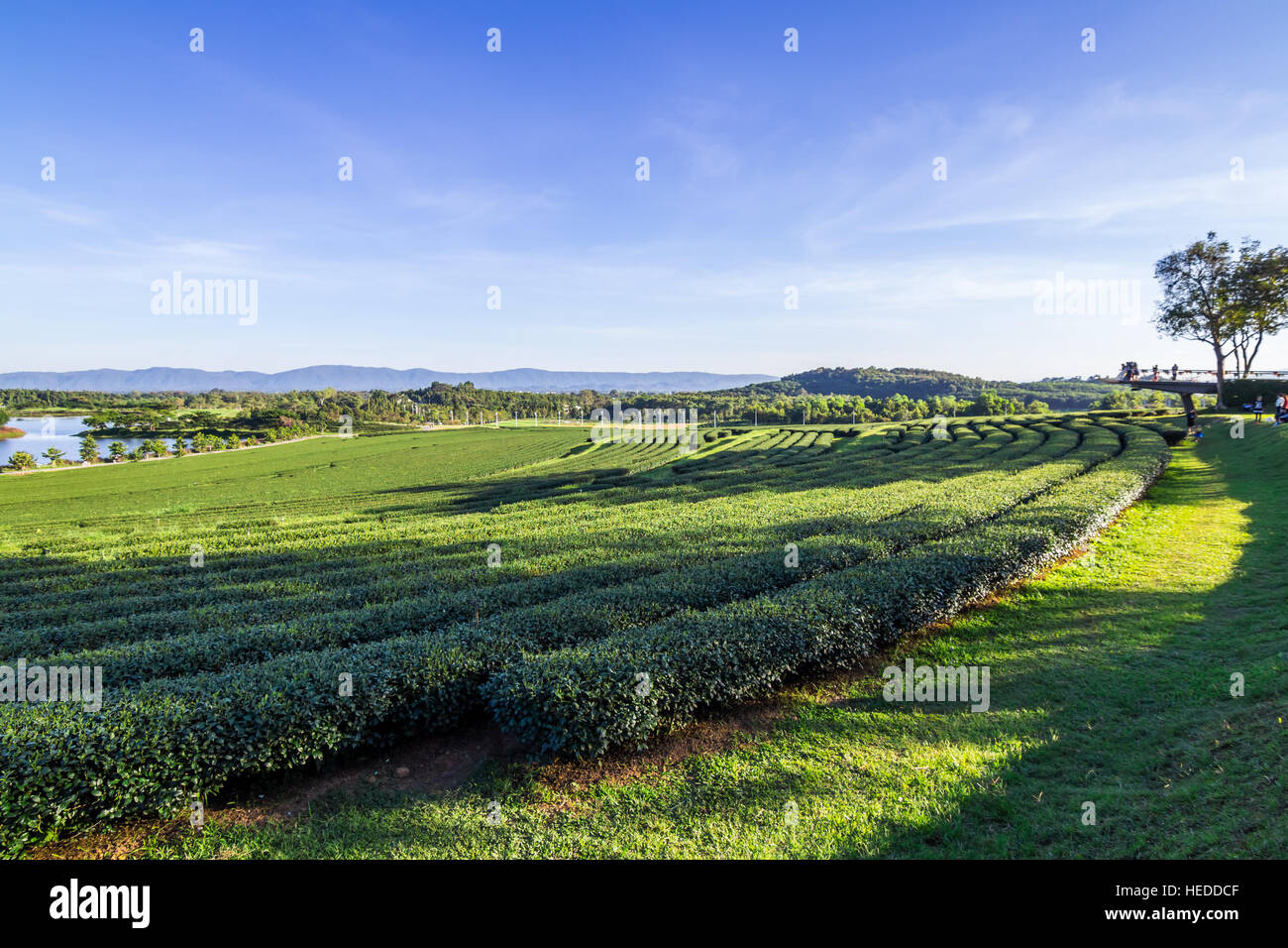 La piantagione di tè, campo di tè, tè farm Foto Stock