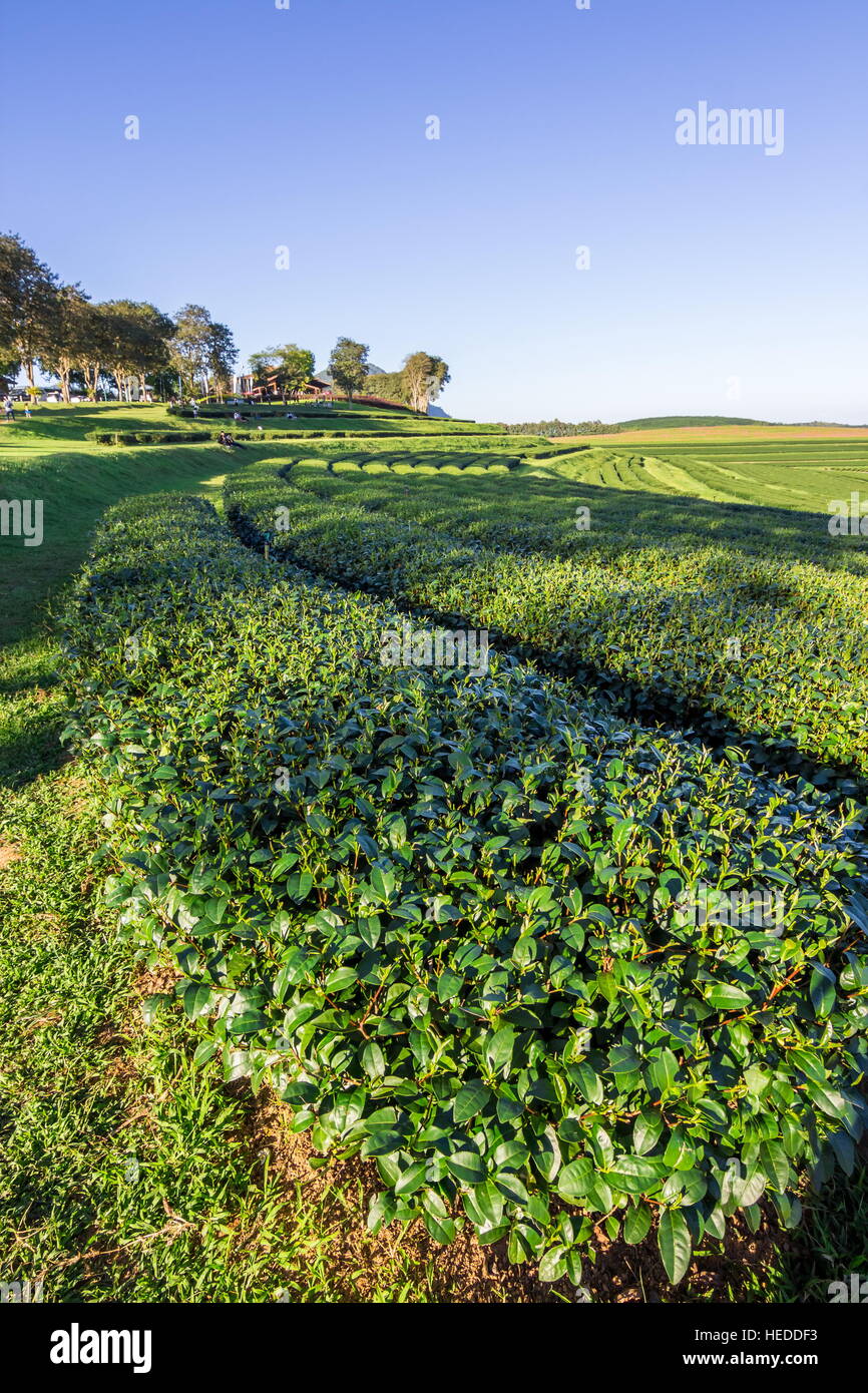 La piantagione di tè, campo di tè, tè farm Foto Stock