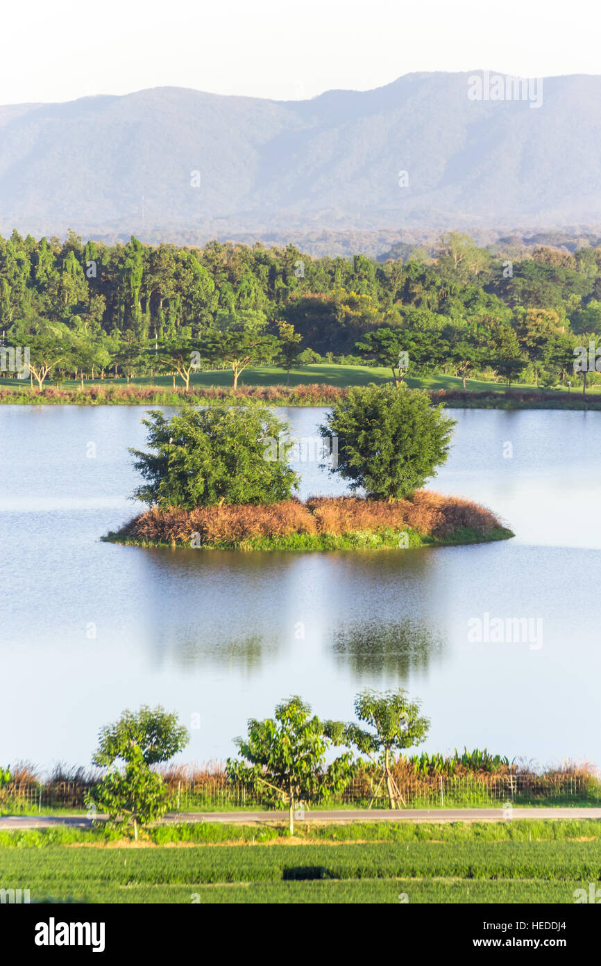 Scena di alberi sul lago in piantagione di tè Foto Stock