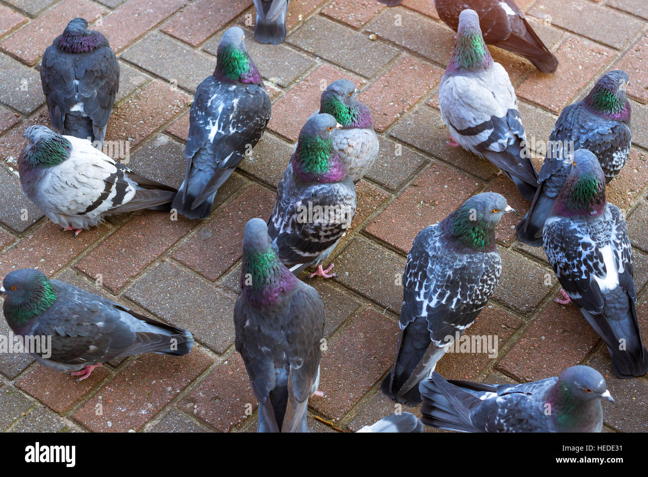 Piccioni grigio in piedi su un pavimento freddo bramma in inverno. Bella pigeon close up, urban colomba - uccello di pace nella città di uccelli Foto Stock