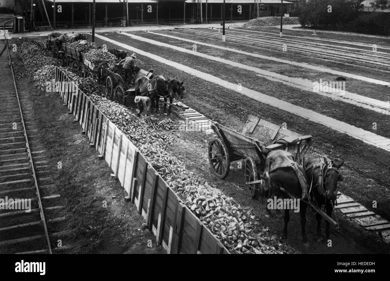 Agricoltura crescente bietole scaricati presso i zuccherifici in Hököpinge Skåne Foto Stock