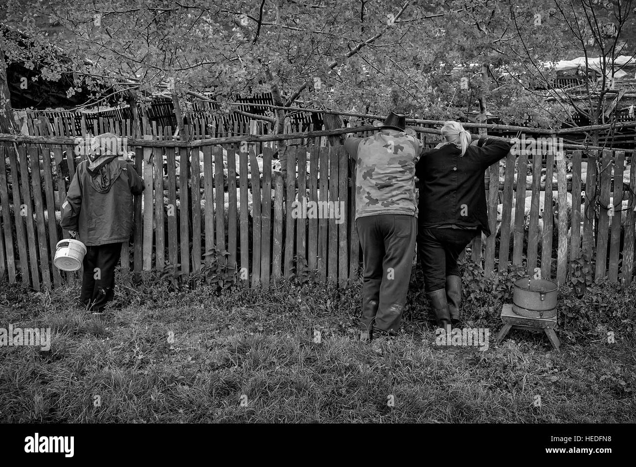 Brezovica, Serbia - 12 Maggio 2016: la mungitura di ovini in Brezovica sulla casa di montagna Foto Stock