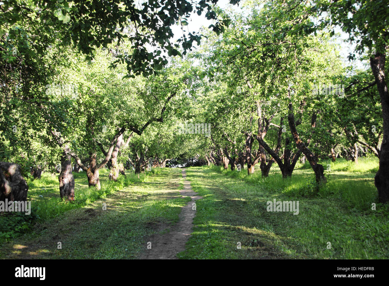 Il sentiero nel giardino estivo con alberi di mele Foto Stock