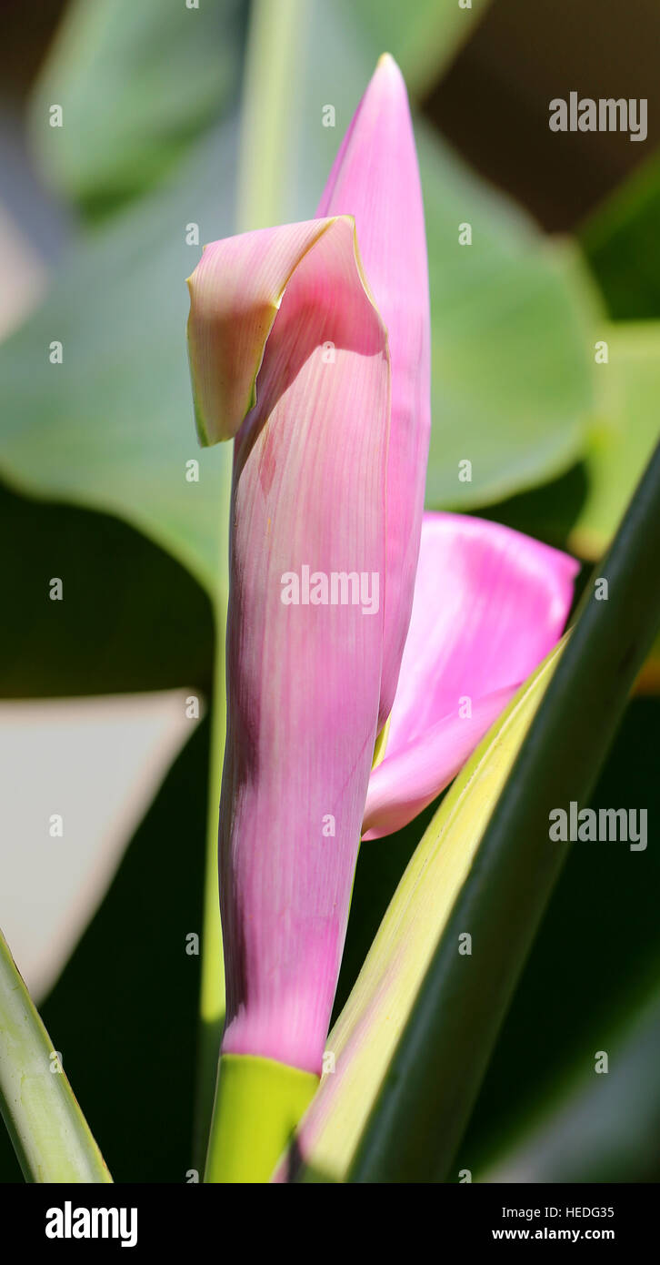 Foto luminose banana con fiore giornata di sole Foto Stock