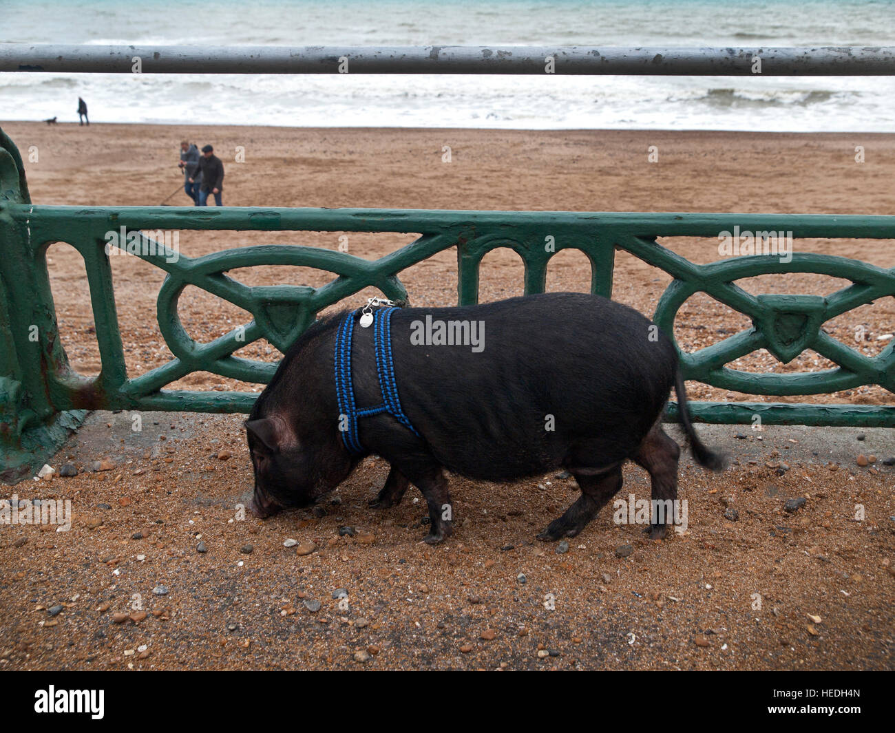 Un maiale, tenuto come un animale domestico, è preso in considerazione per una passeggiata lungo il lungomare Hove Foto Stock