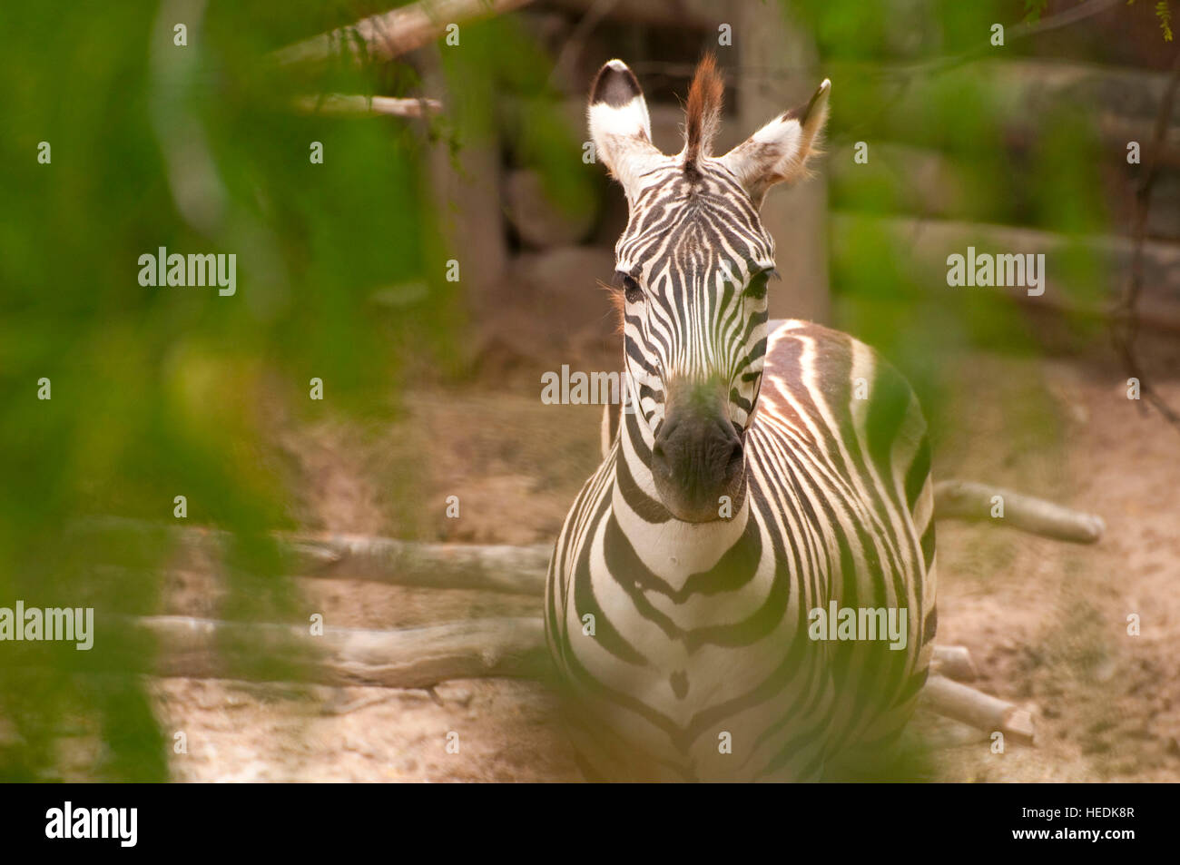 Le pianure zebra (Equus quagga), Gladys Porter Zoo, Brownsville, Texas Foto Stock