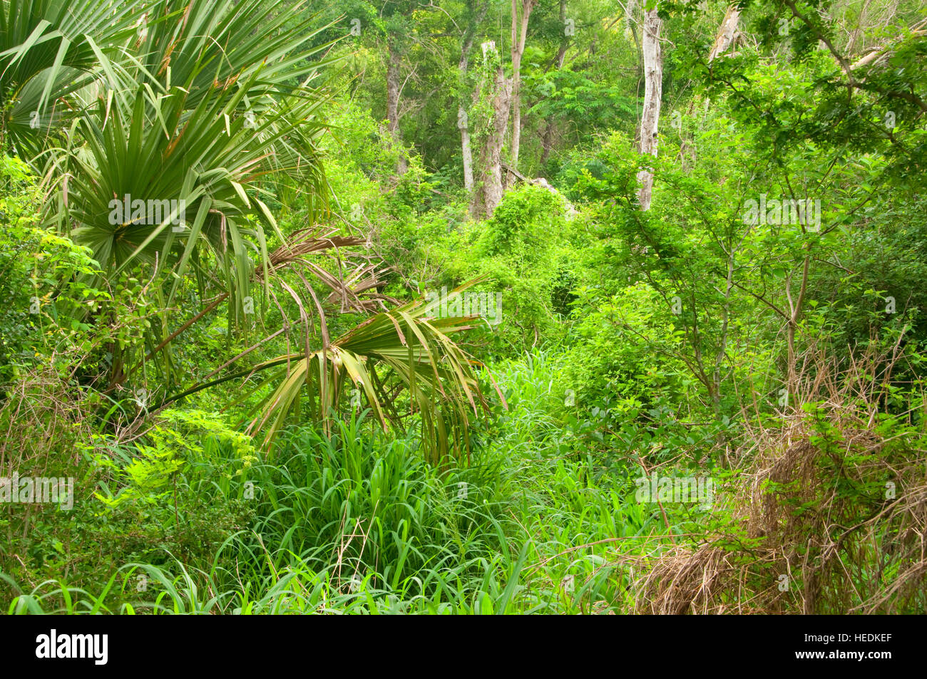 Foresta sul codone sentiero dei laghi, Santa Ana National Wildlife Refuge, Texas Foto Stock