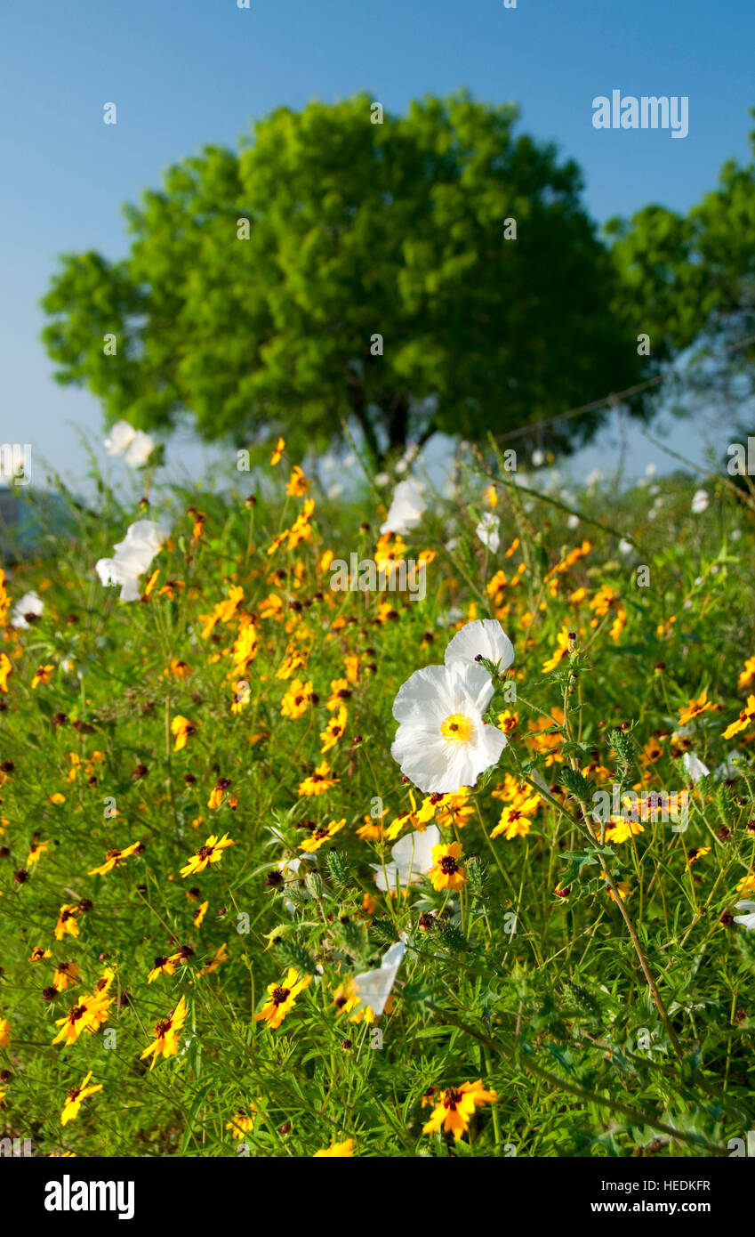 Strada fiori selvatici, Live Oak County, Texas Foto Stock