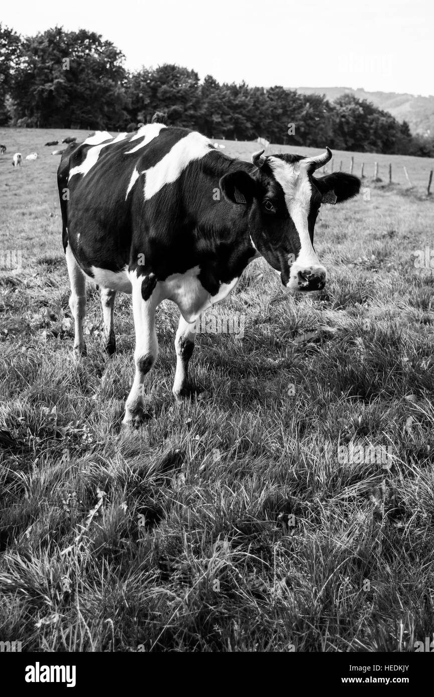 Bianco e nero mucca con la mandria in background su un campo erboso. Foto Stock