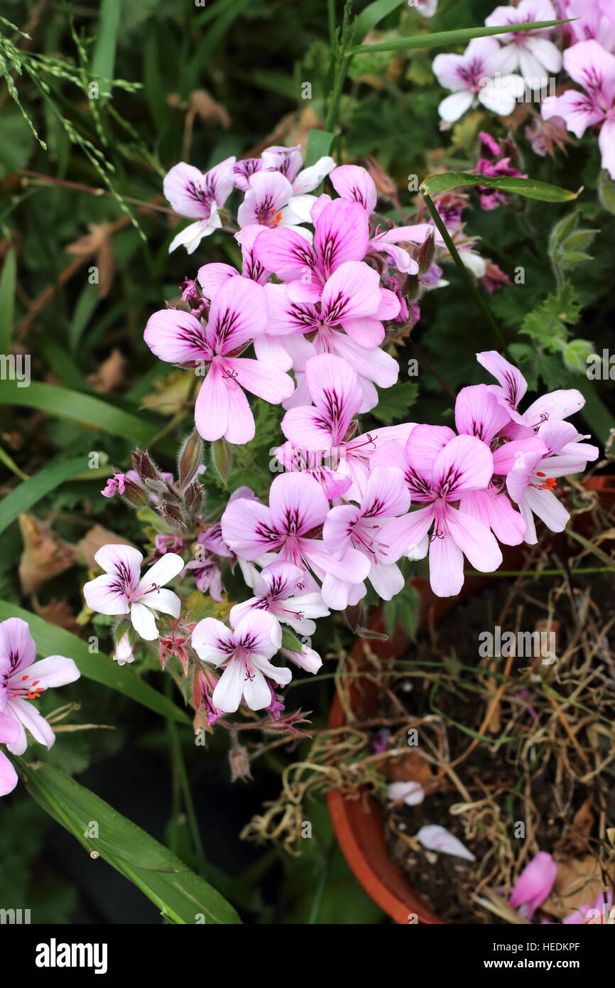Close up di Pelargonium citrosum o noto come repellenti per zanzare impianto o stabilimento di citronella Foto Stock Close up di Pelargonium citrosum o noto come repellenti per zanzare impianto o stabilimento di citronella Foto Stock