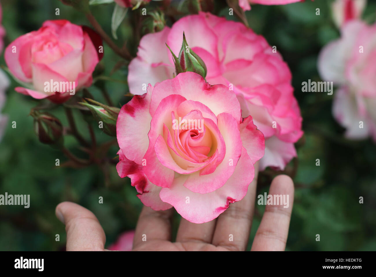 Mano azienda bianco e rosa rosa o noto come Hannah Gordon Rose in piena fioritura Foto Stock