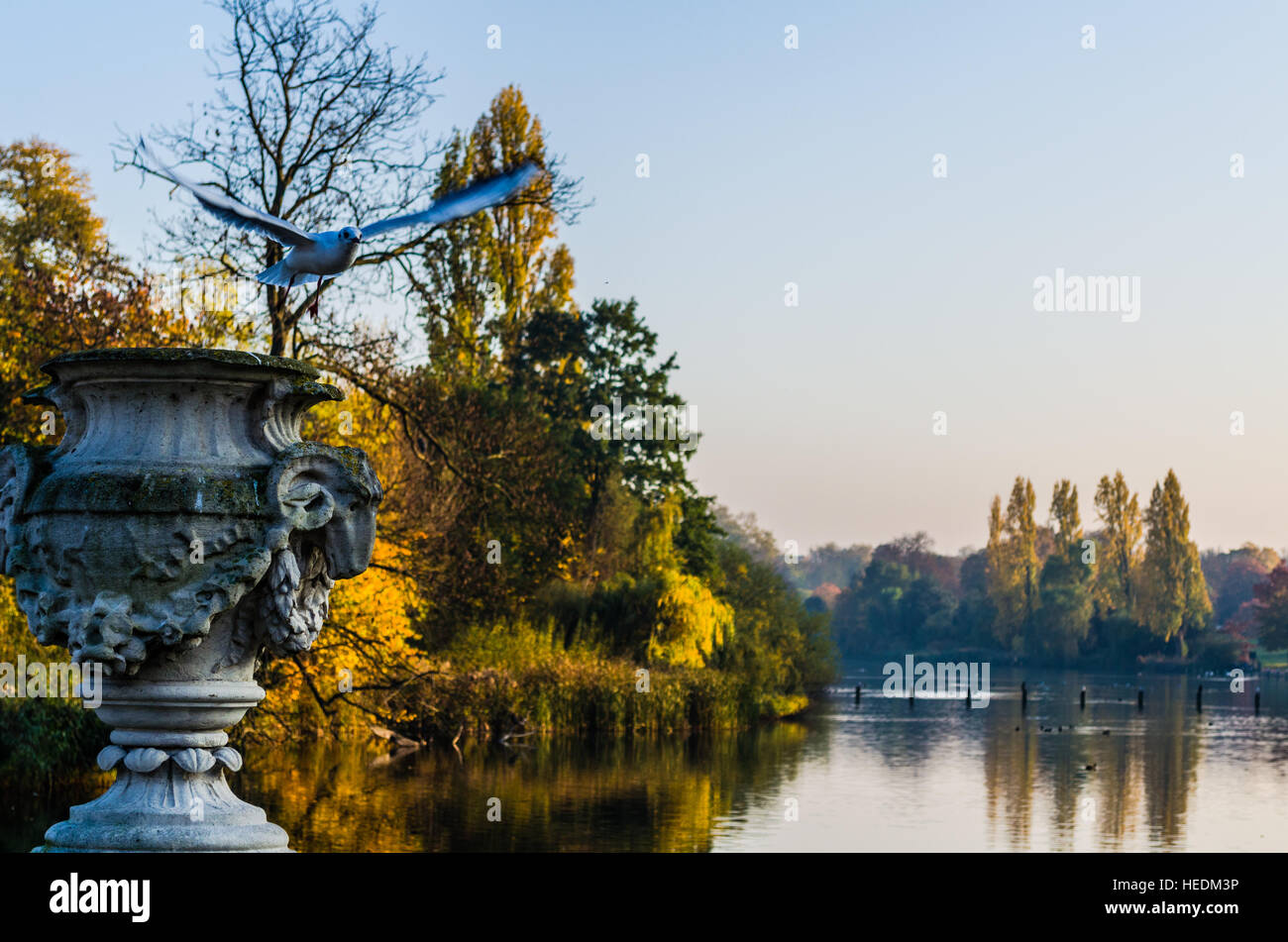 Un piccione in volo a Hyde Park, Londra Foto Stock