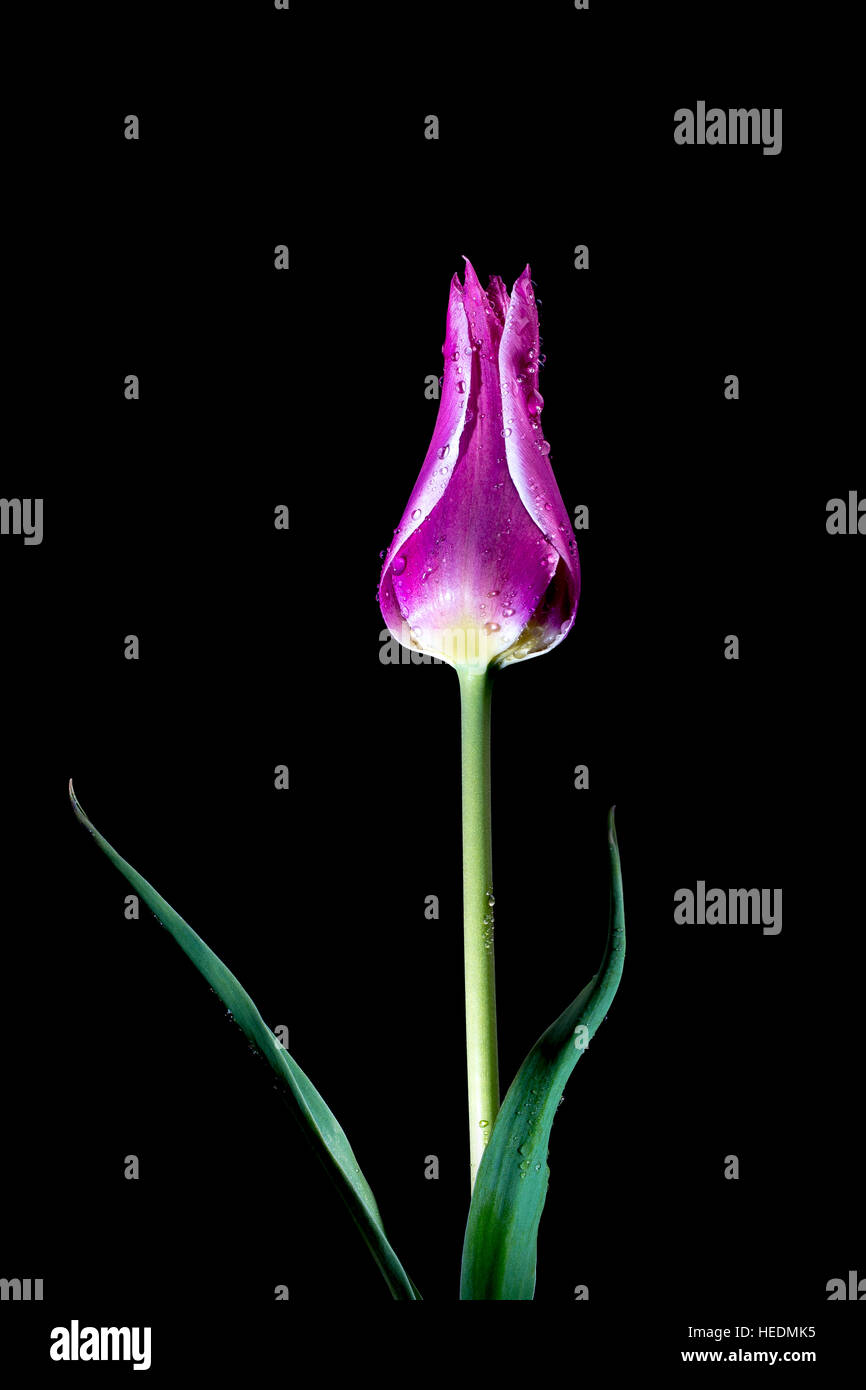 Lilly tipo tulip 'Ballade" Foto Stock