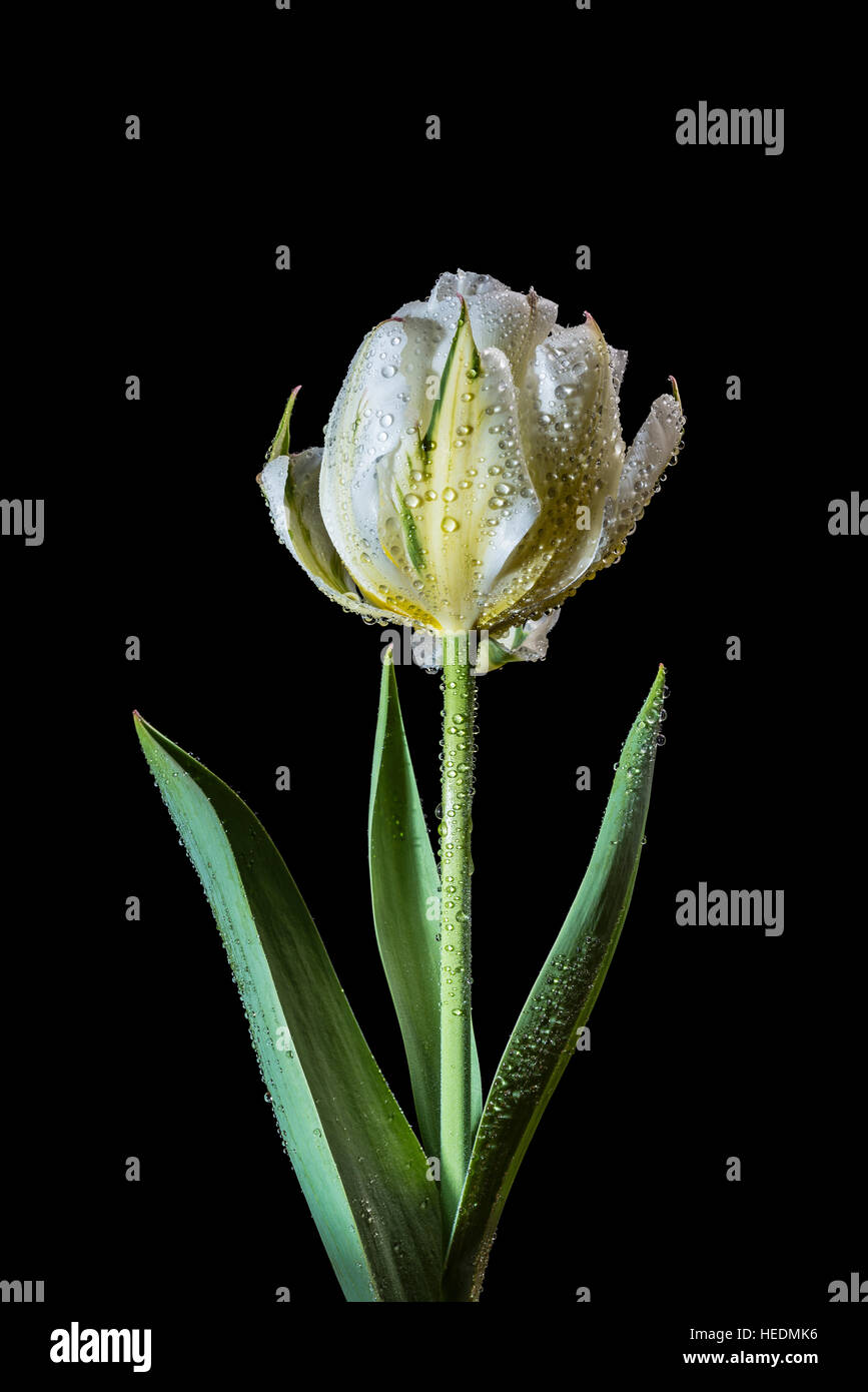 Tipo Fosteriana tulip "esotici" Imperatore Foto Stock