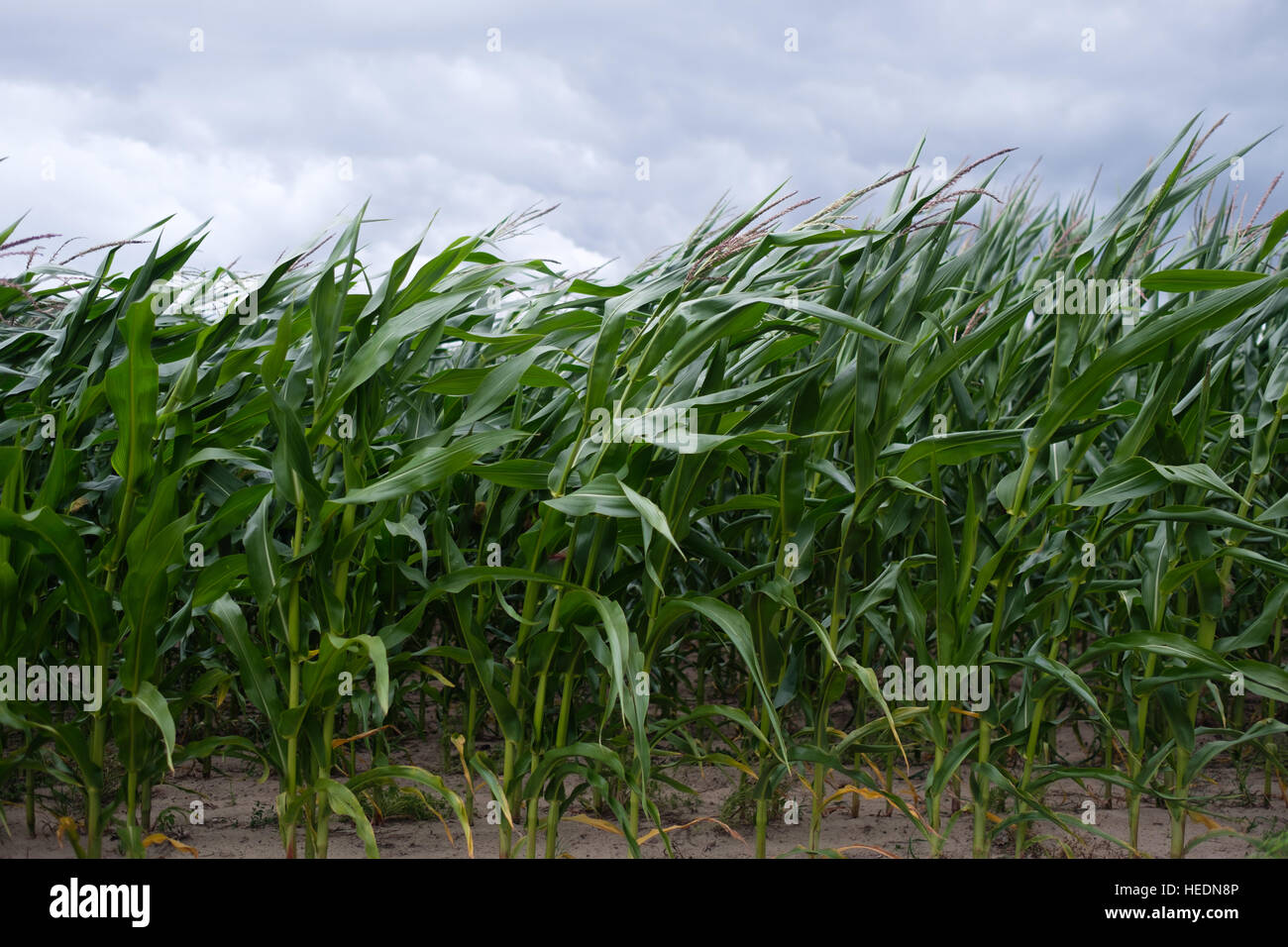 Campo di grano mosso dal vento contro il cielo nuvoloso Foto Stock