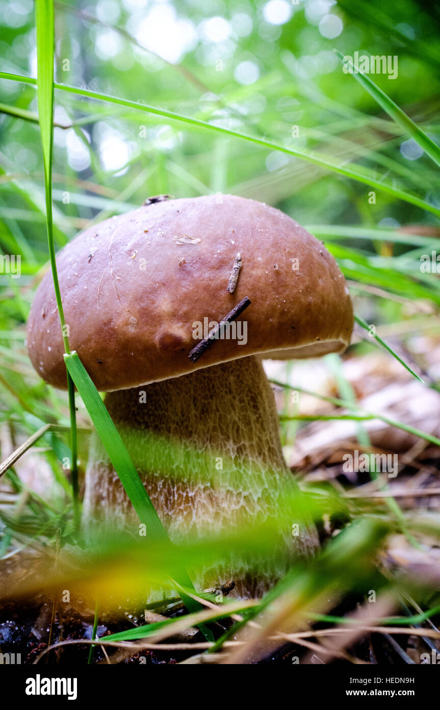 Funghi porcini, Funghi commestibili che crescono in foresta Foto Stock