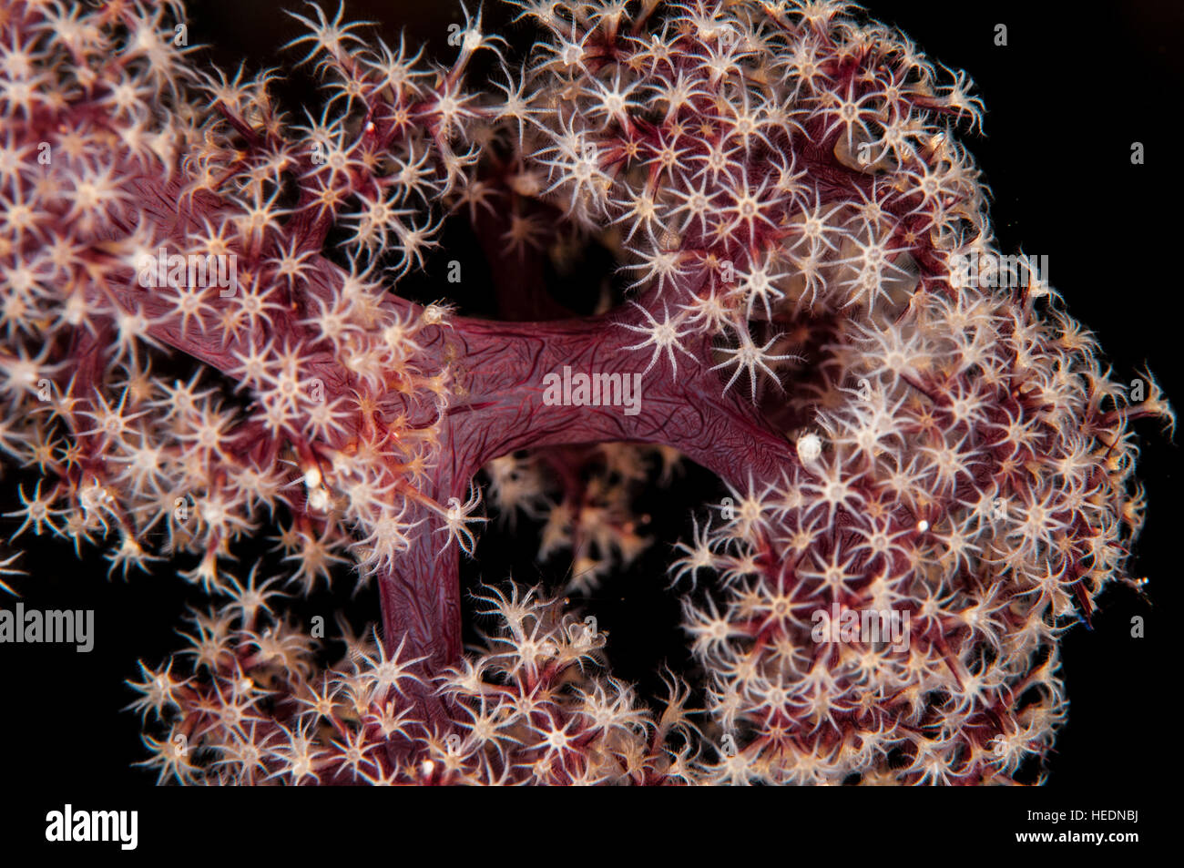 Octocoral a Bali Foto Stock