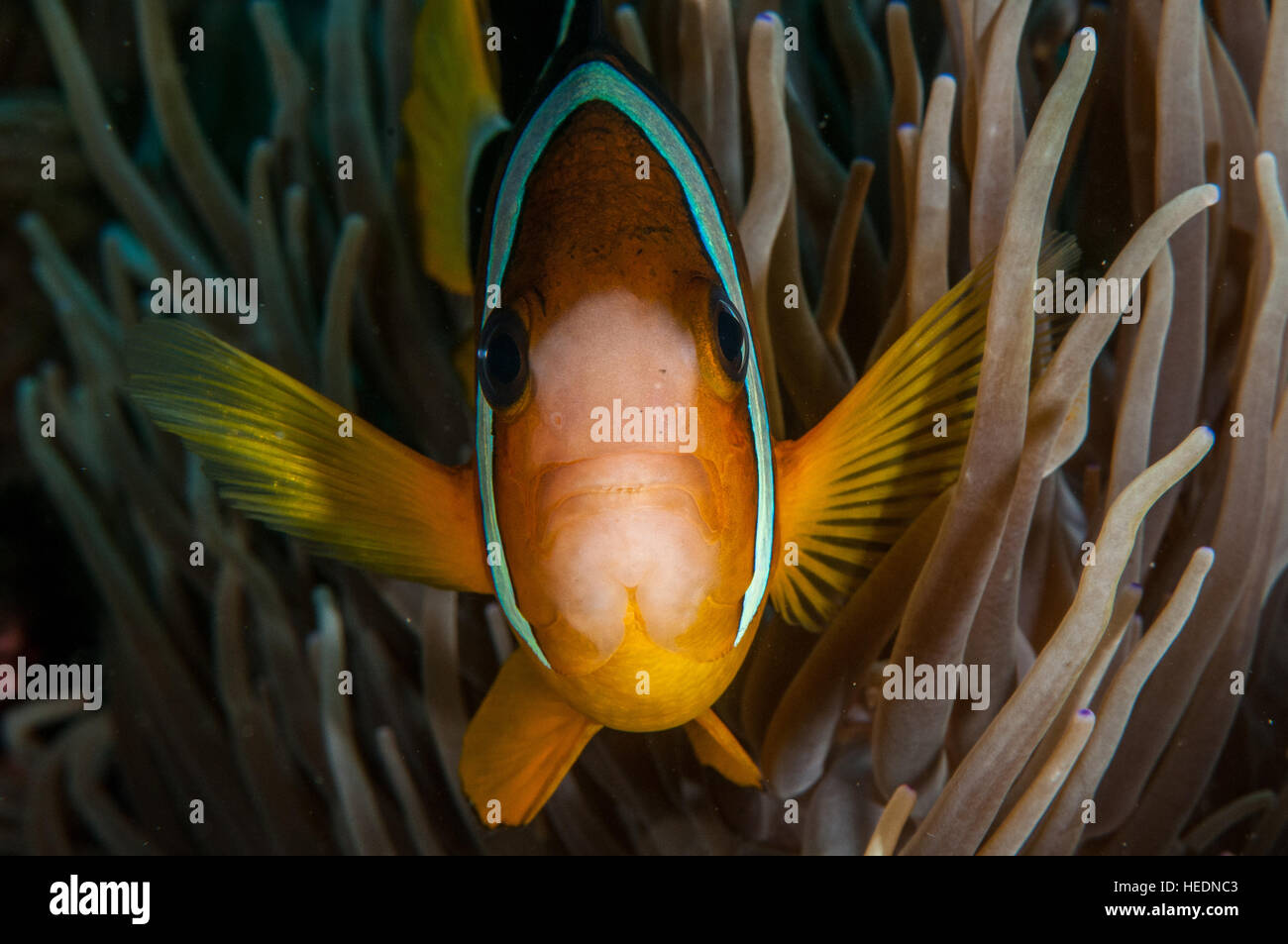 Amphiprion clarkii a Bali Foto Stock