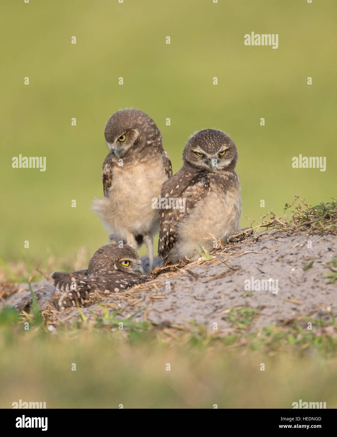 Tre scavando owlets in appoggio sul tumulo di tane in Cape Coral, Florida Foto Stock